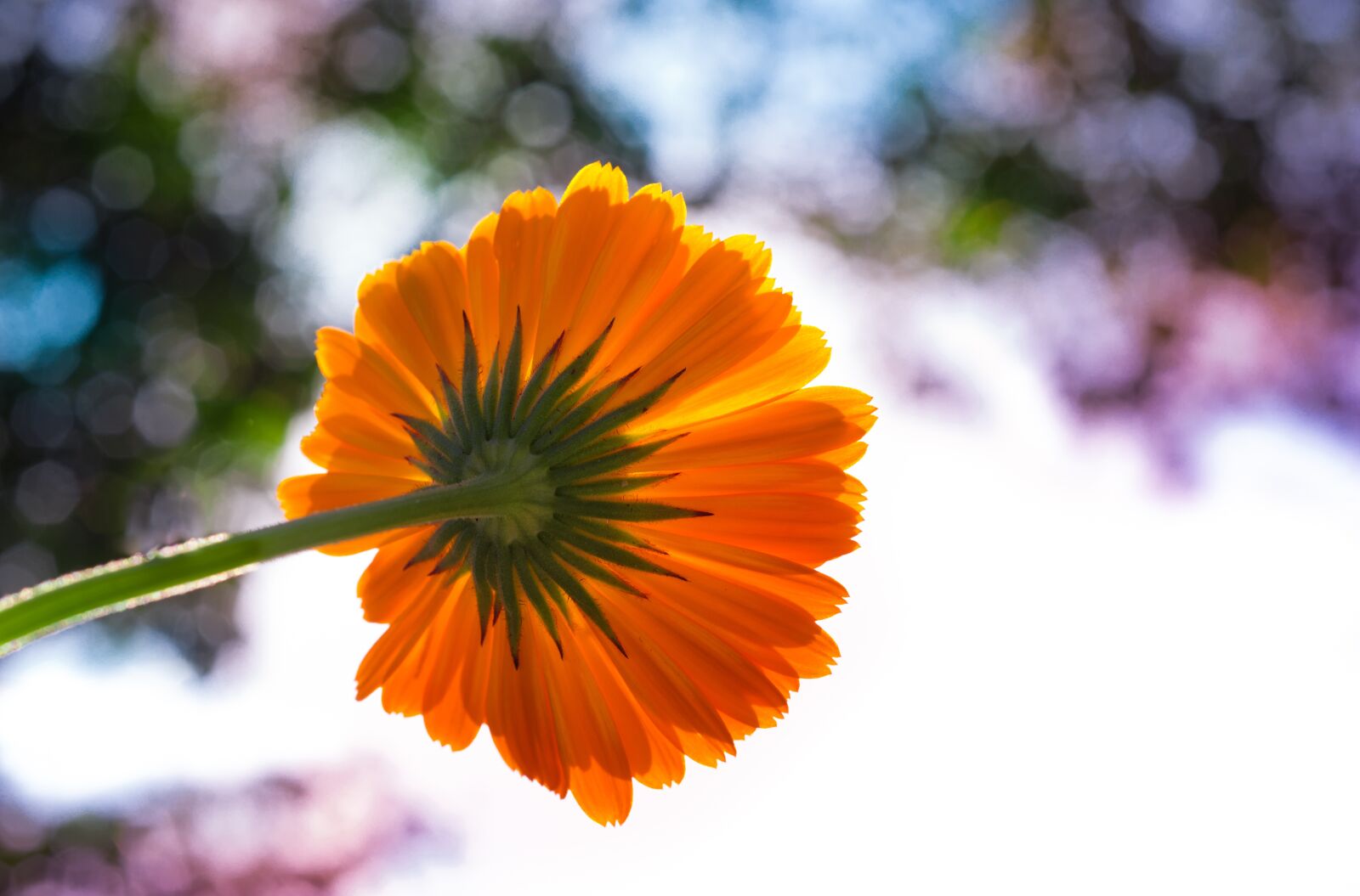 Nikon D610 sample photo. Pot marigold, flower, colorful photography