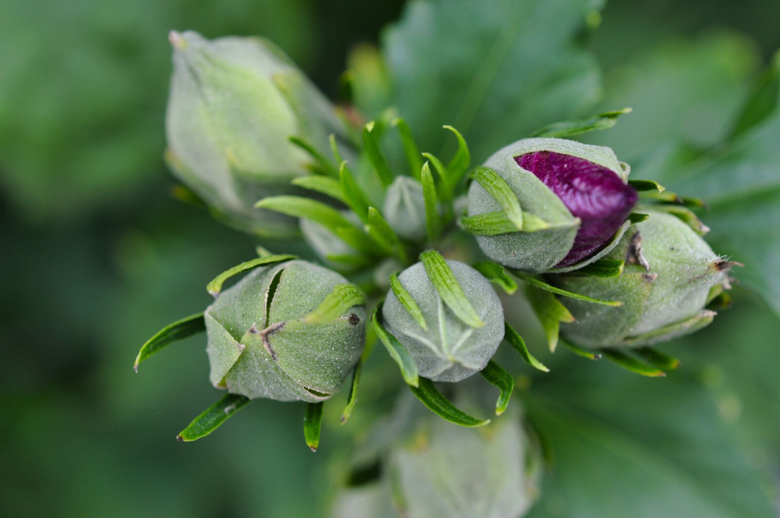 Nikon D3200 sample photo. Flowers, button, flora photography