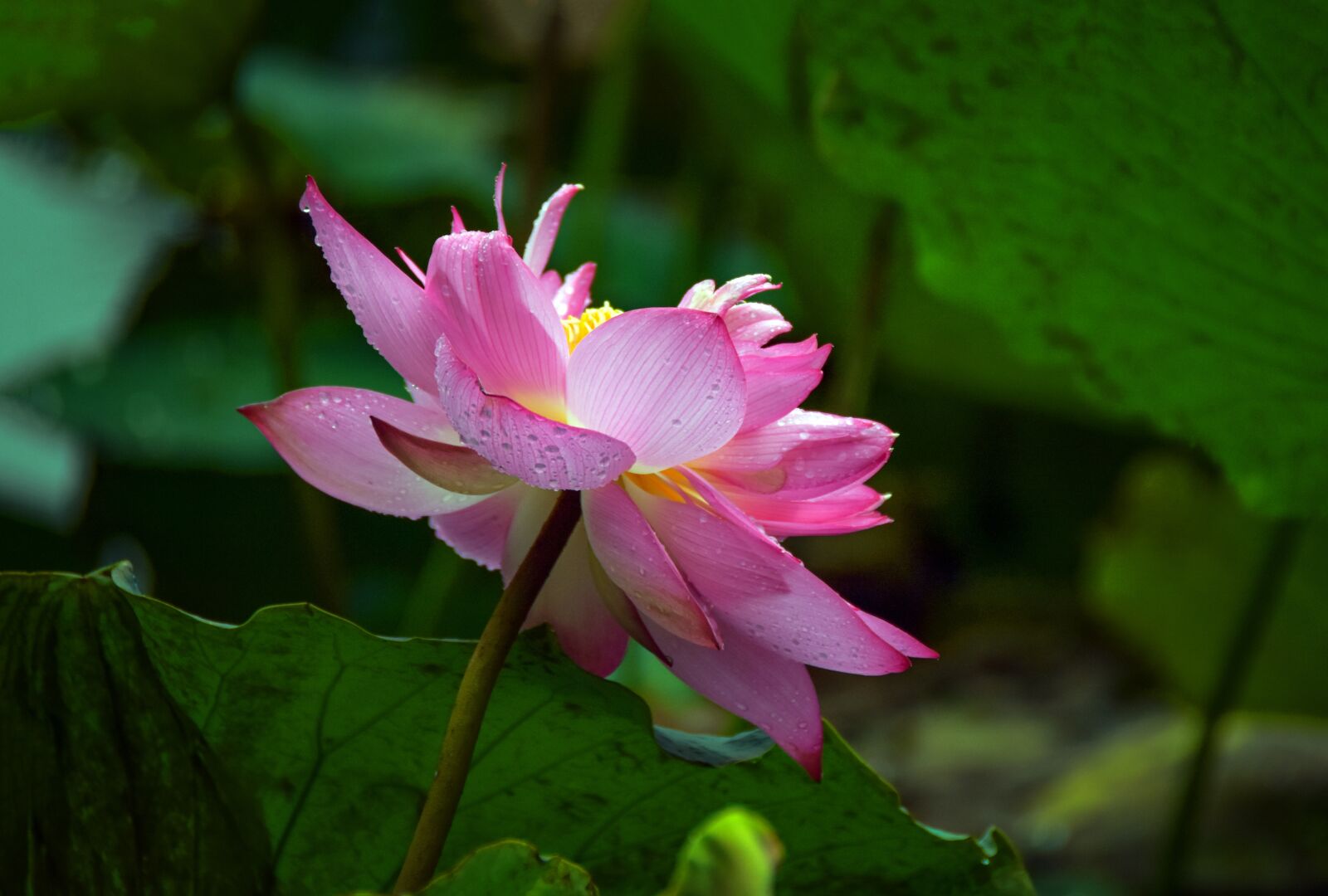 Nikon D7200 sample photo. Lotus, flower, petals photography