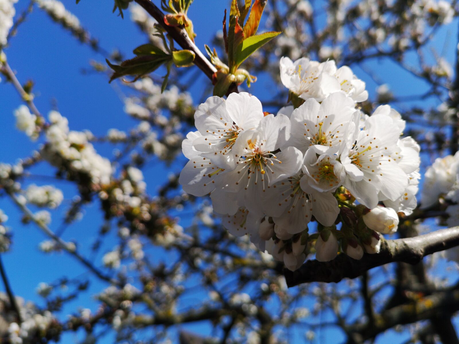 HUAWEI CLT-L29 sample photo. Cherry tree, cherry blossom photography