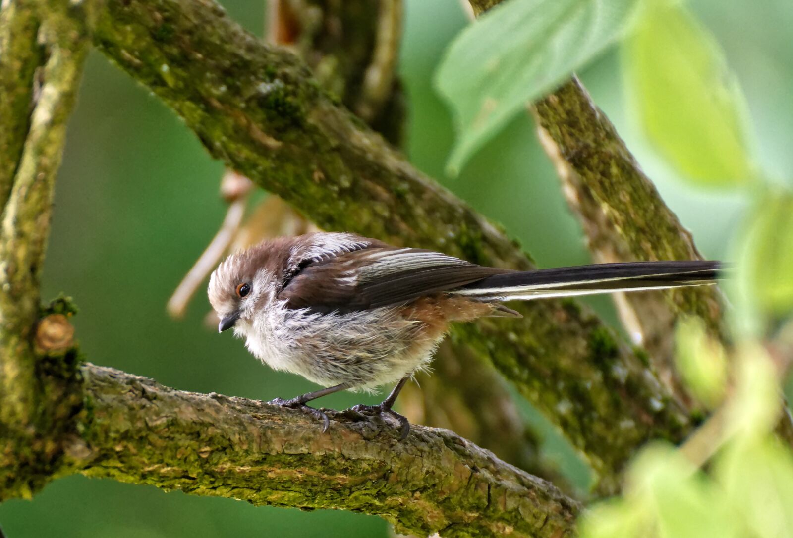 Nikon D7200 sample photo. Long tailed tit, little photography