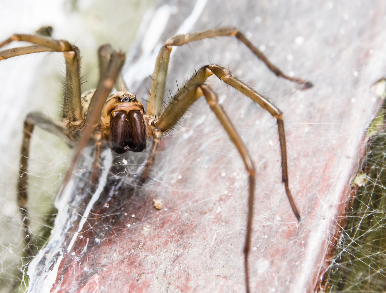 Nikon D7200 sample photo. Arachnid, spider, wolf photography