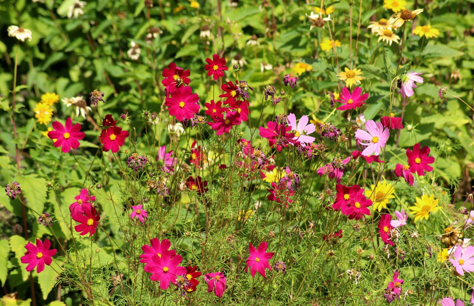 Canon EOS 1200D (EOS Rebel T5 / EOS Kiss X70 / EOS Hi) sample photo. Kosmosy, flowers, colorful photography