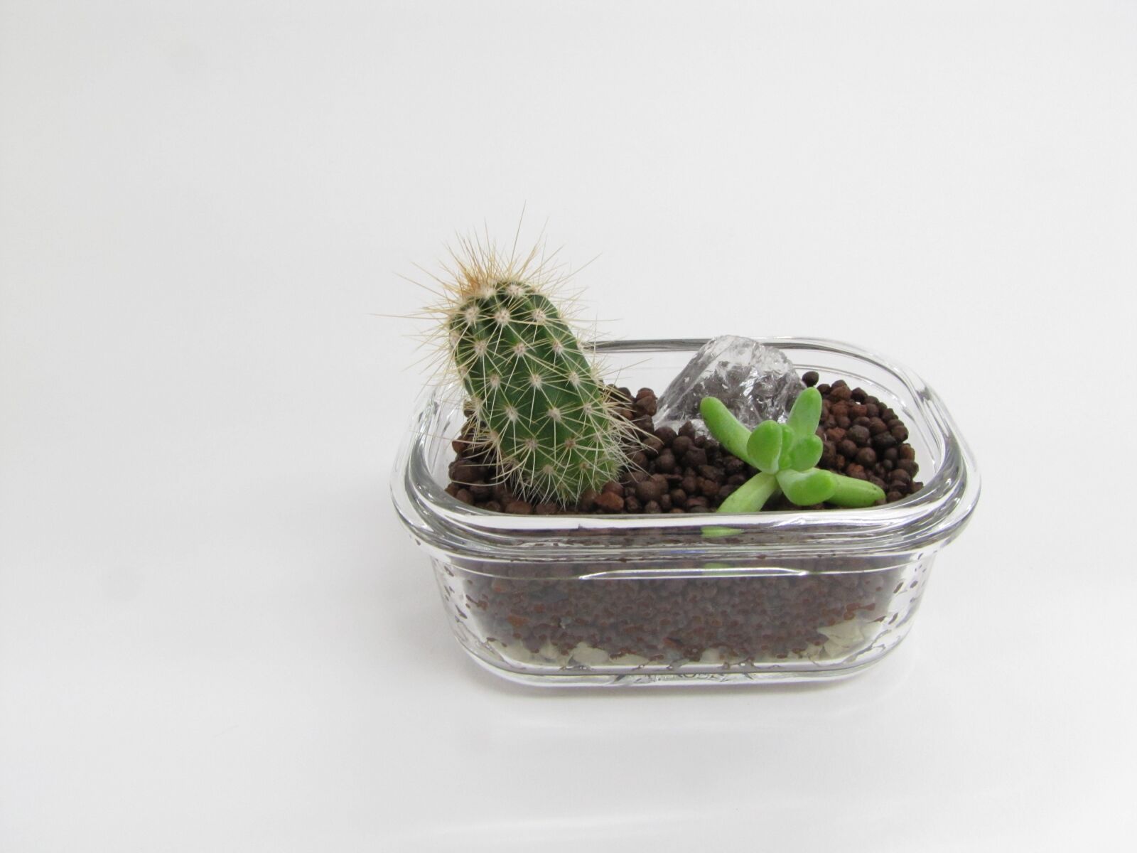 Canon PowerShot SX20 IS sample photo. Succulents, cactus, plant photography