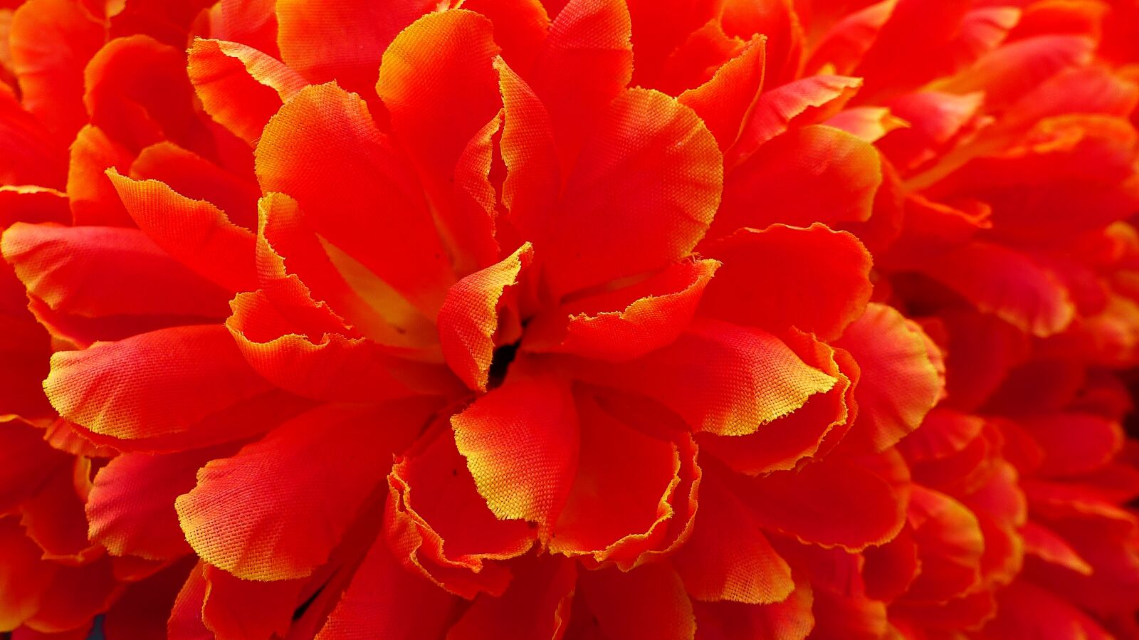 Panasonic Lumix DMC-FZ200 sample photo. Flower, nature, no person photography