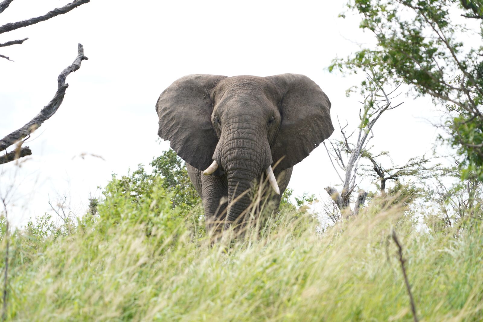 Sony a7 III sample photo. Elephant, africa, safari photography