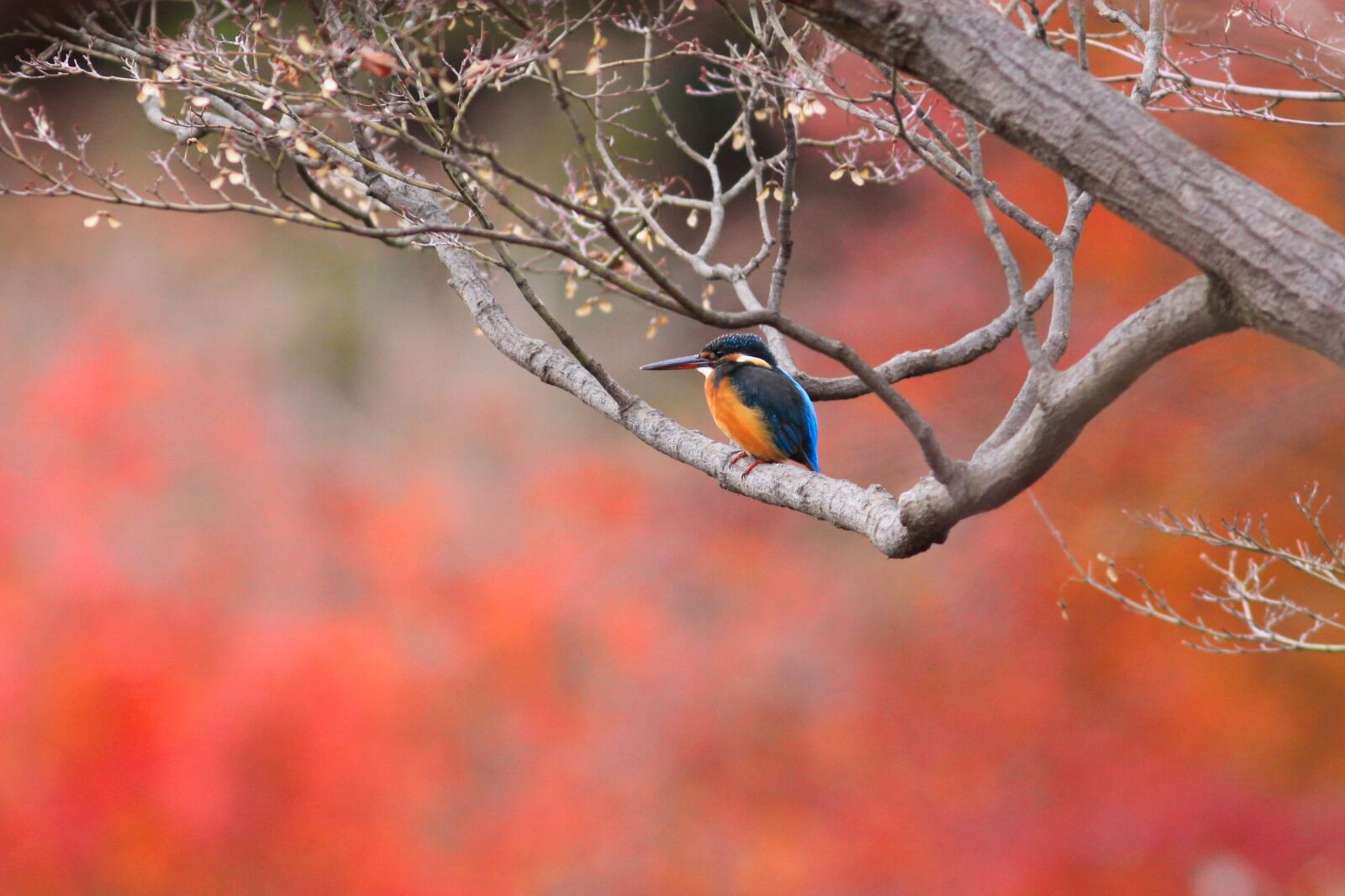 Canon EOS 50D sample photo. Bird, foliage, autumn color photography