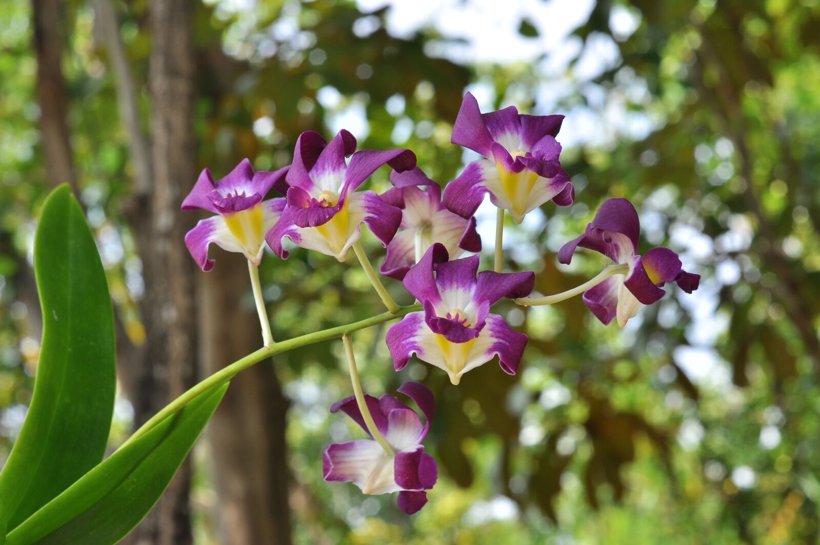 Nikon D5000 sample photo. Flowers, orchid, nature photography