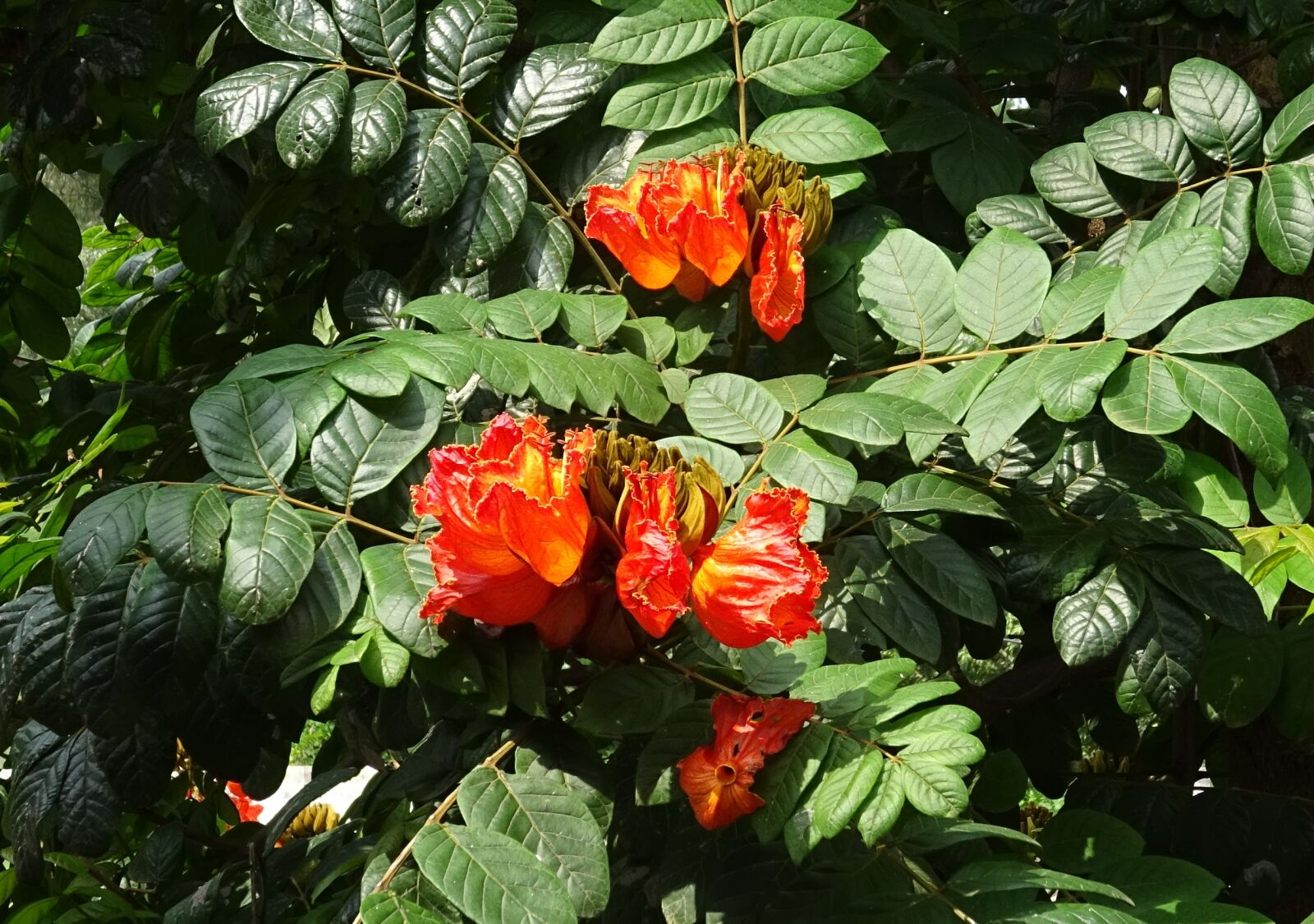 Sony DSC-HX60V sample photo. Flower, spathodea, plant photography