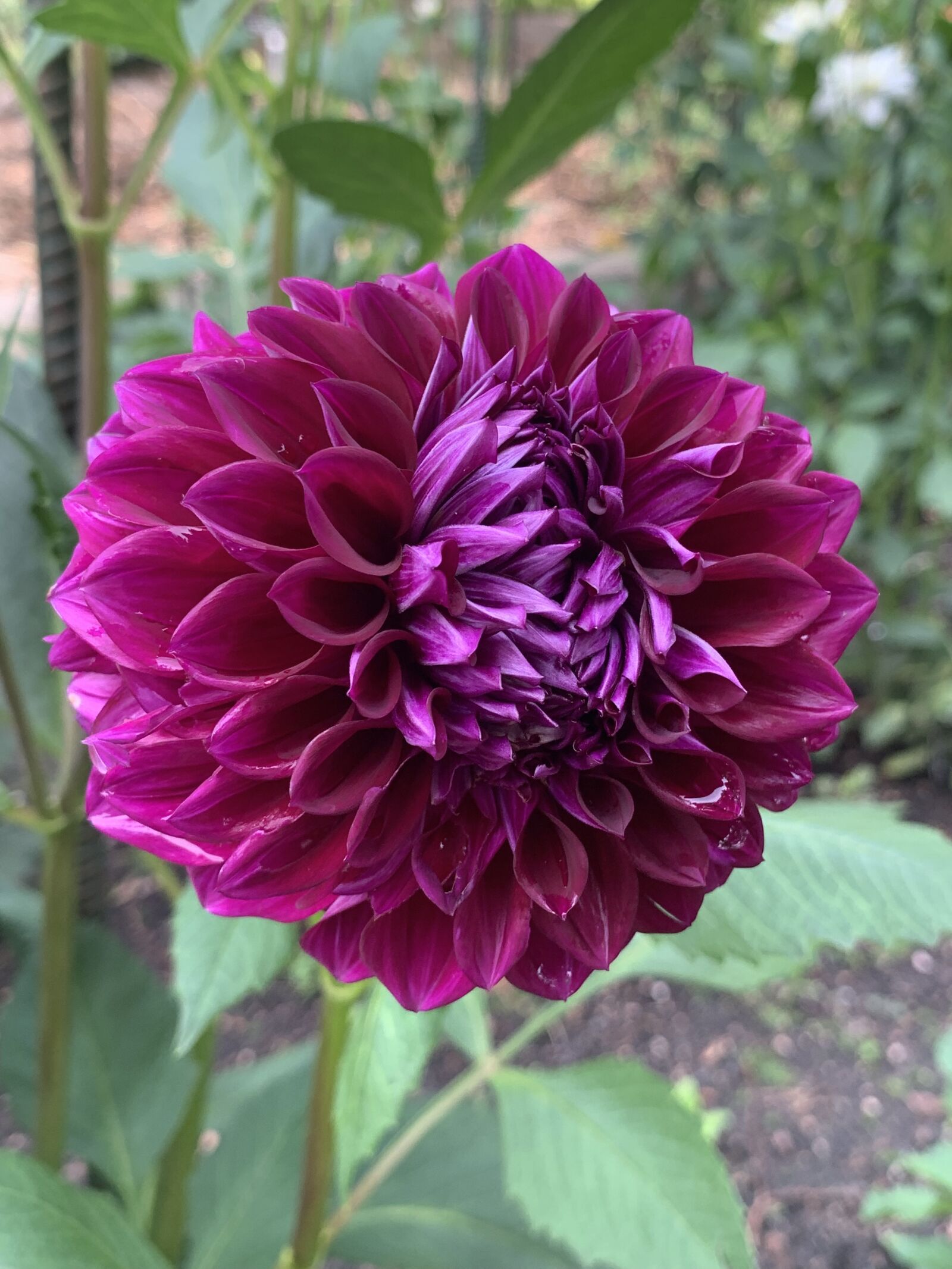 iPhone XR back camera 4.25mm f/1.8 sample photo. Flower, burgundy, arboretum photography