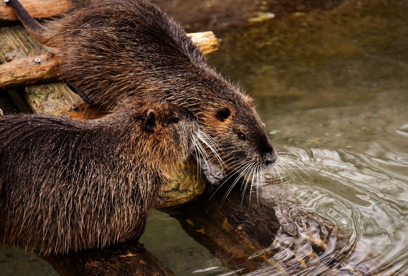 Nikon D7200 sample photo. Nutria, water rat, water photography