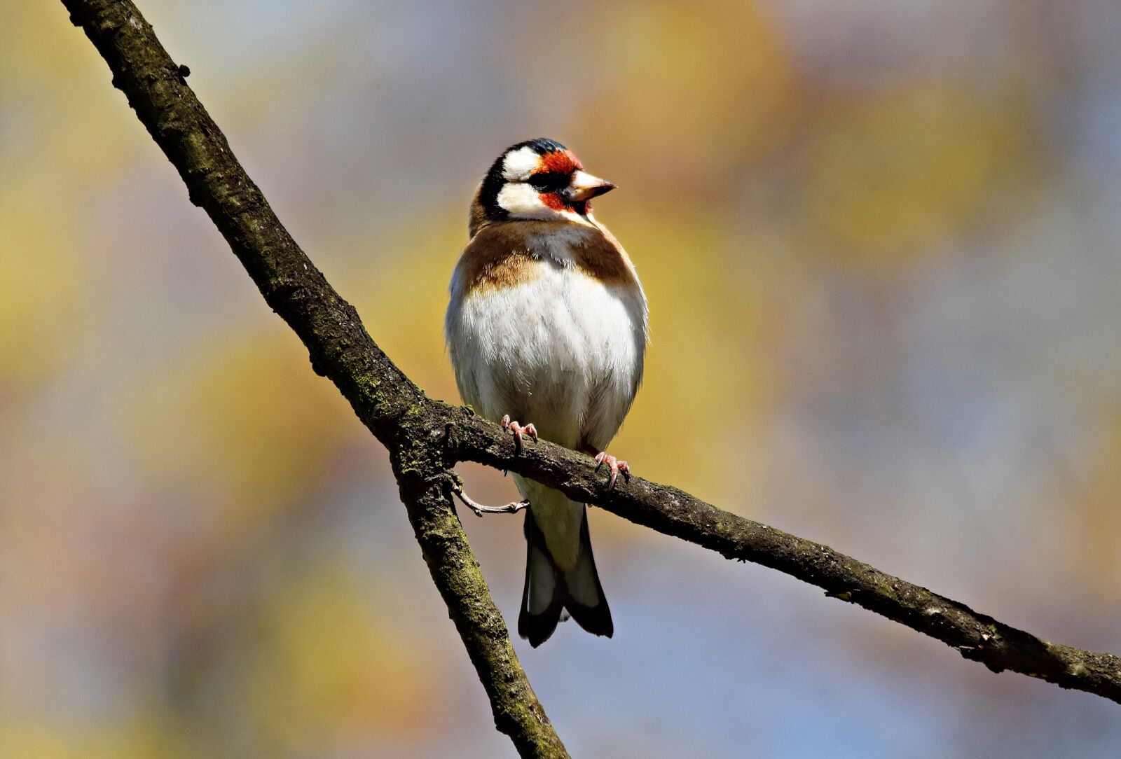 Nikon D5300 sample photo. Goldfinch, bird, tree photography