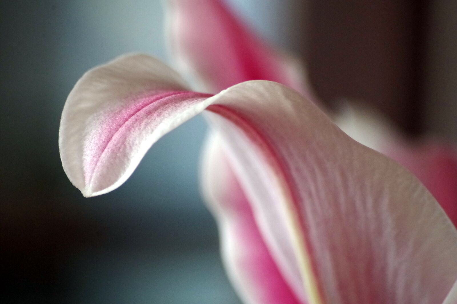 Pentax K-30 sample photo. Lily, tender, blossom photography