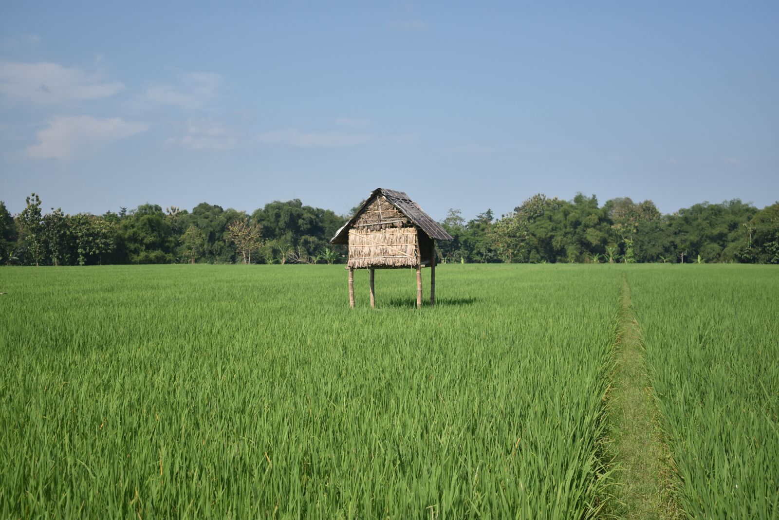 Nikon D3400 sample photo. Rice fields, nature, green photography