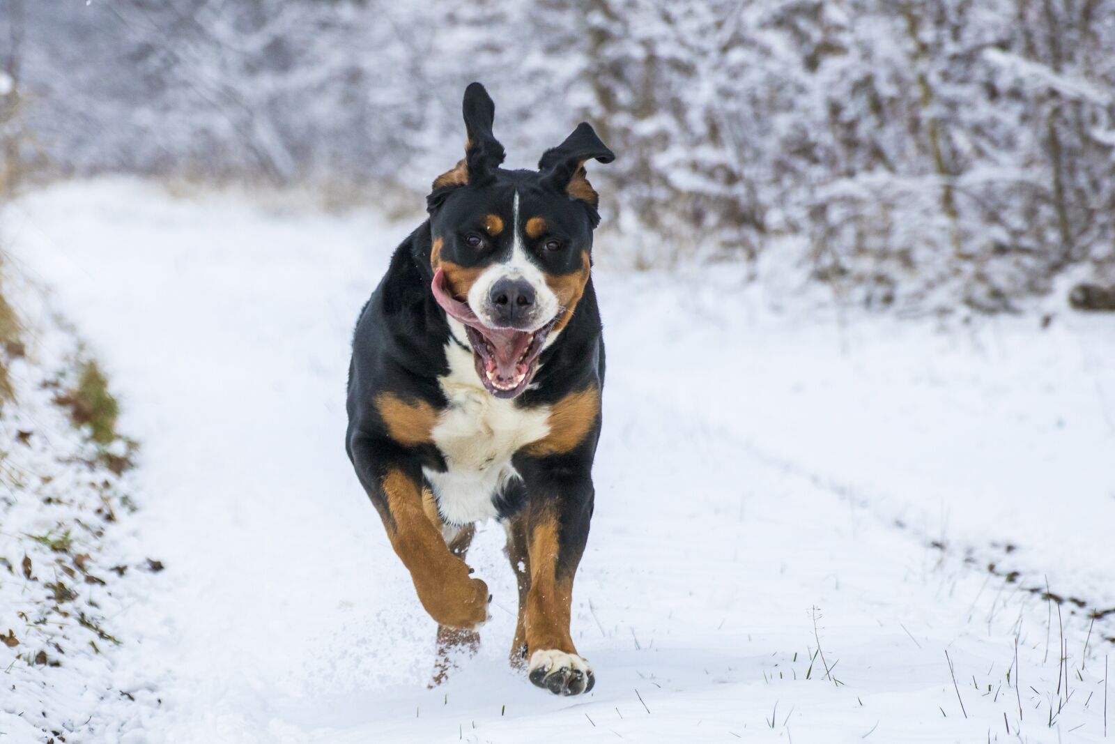 Canon EOS 750D (EOS Rebel T6i / EOS Kiss X8i) sample photo. Snow, big dog, gear photography