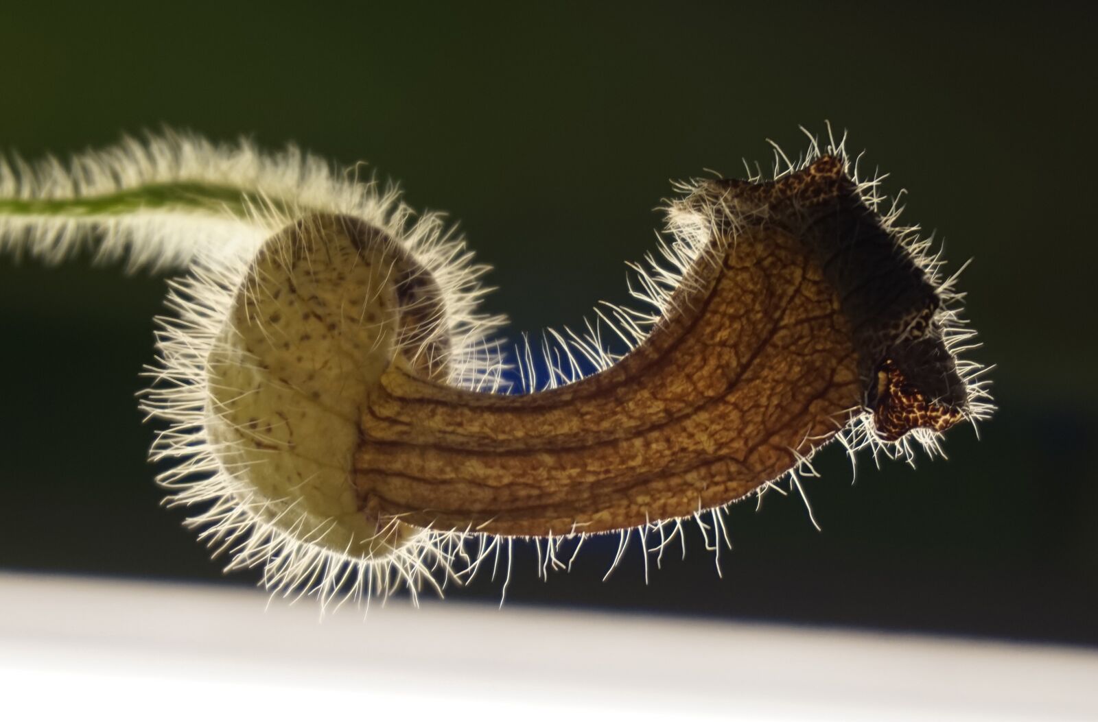 Sony Alpha a5000 (ILCE 5000) sample photo. Nature, close up, plant photography