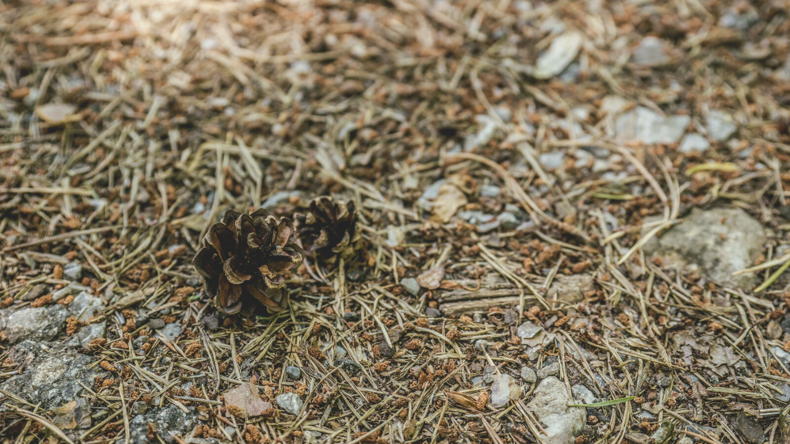 24-70mm F2.8-2.8 SSM sample photo. Fir, cone, nature photography