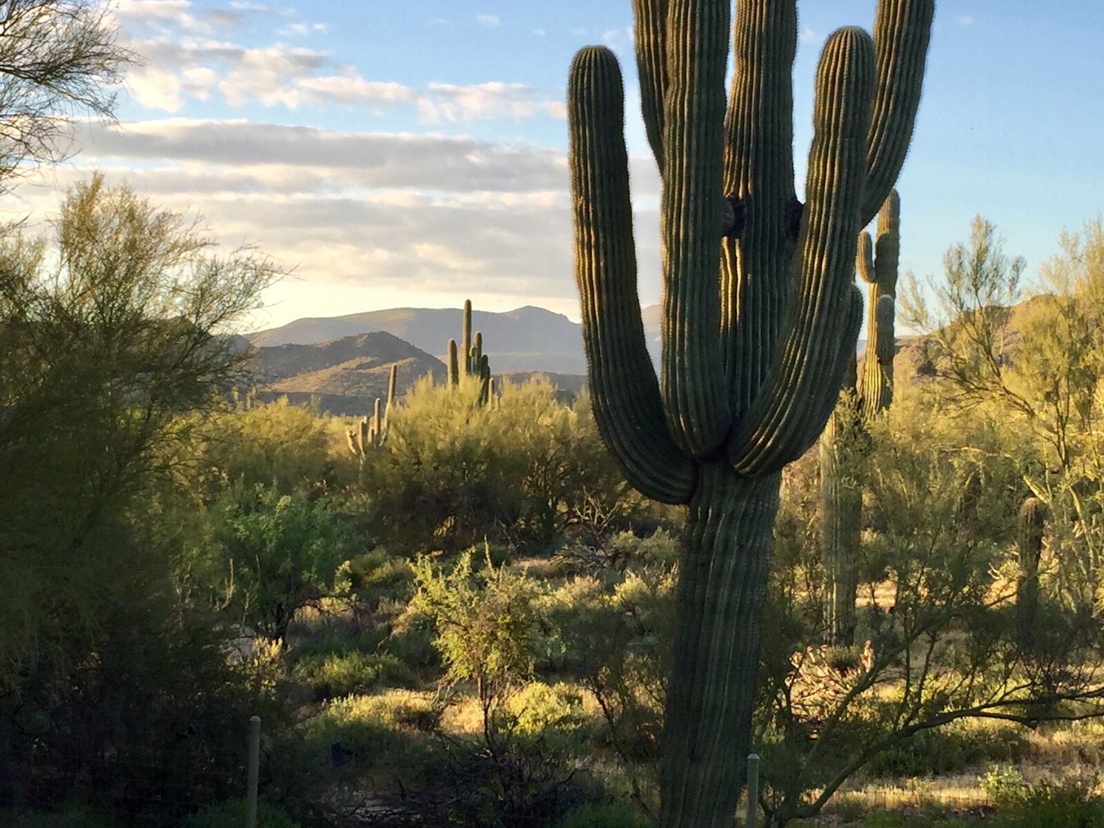 Apple iPhone 6 sample photo. Earth day, desert, saguaro photography