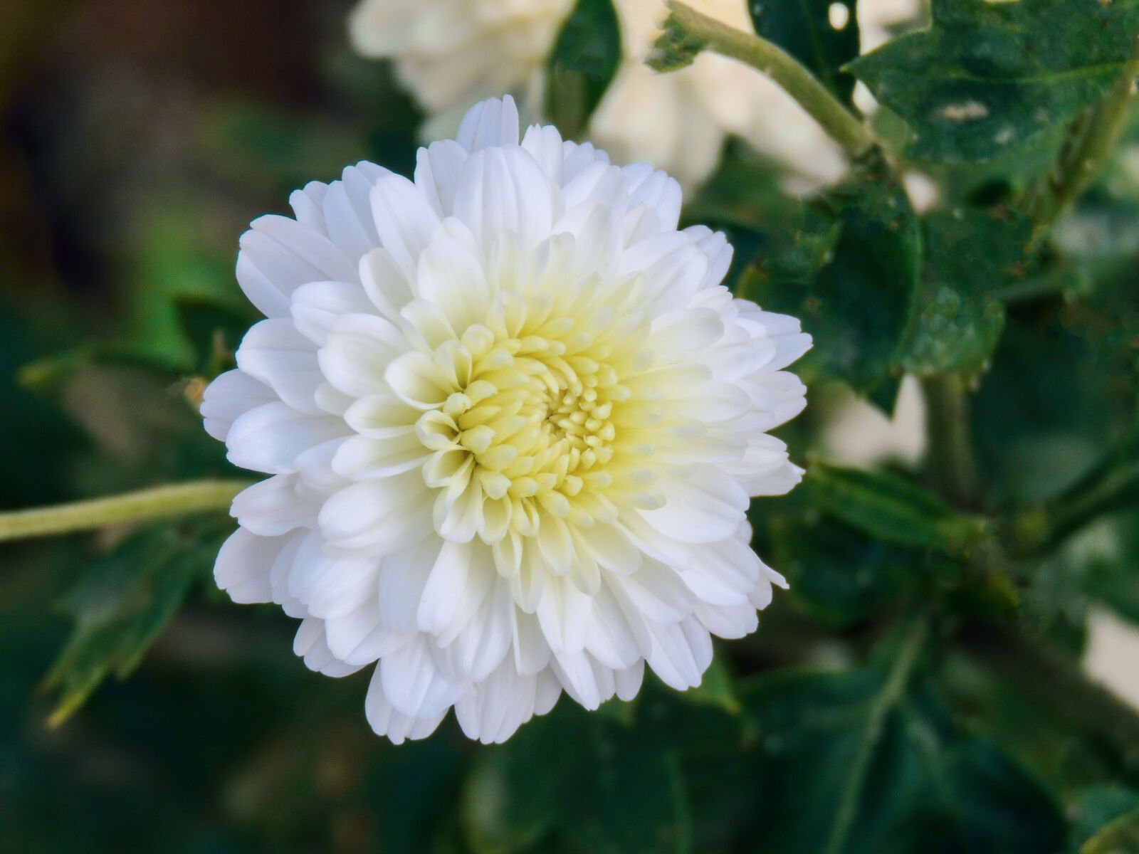 Canon PowerShot SX60 HS sample photo. White flower, milk flower photography