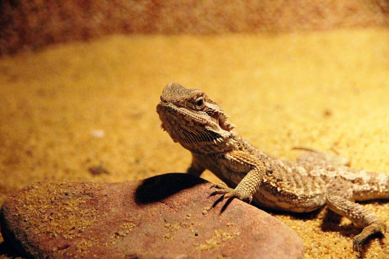 Canon EF-S 15-85mm F3.5-5.6 IS USM sample photo. Central bearded dragon, lizard photography