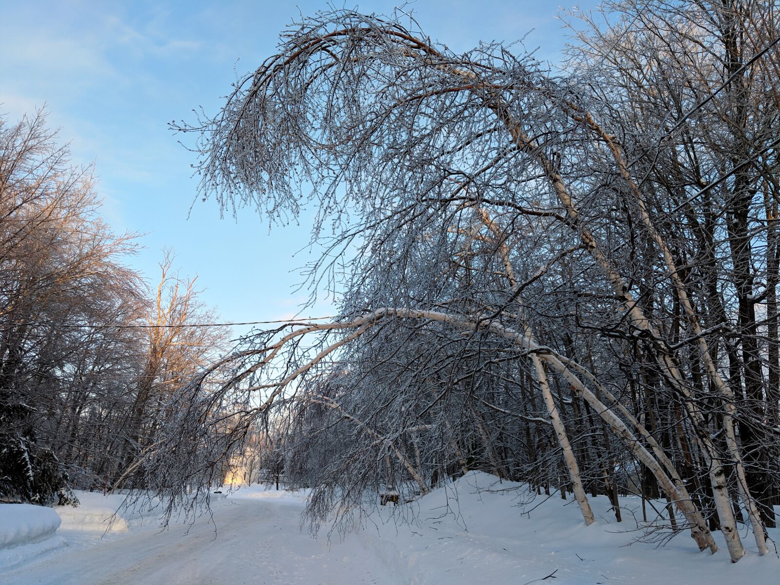 Google Pixel 2 sample photo. Winter, birch, trees photography