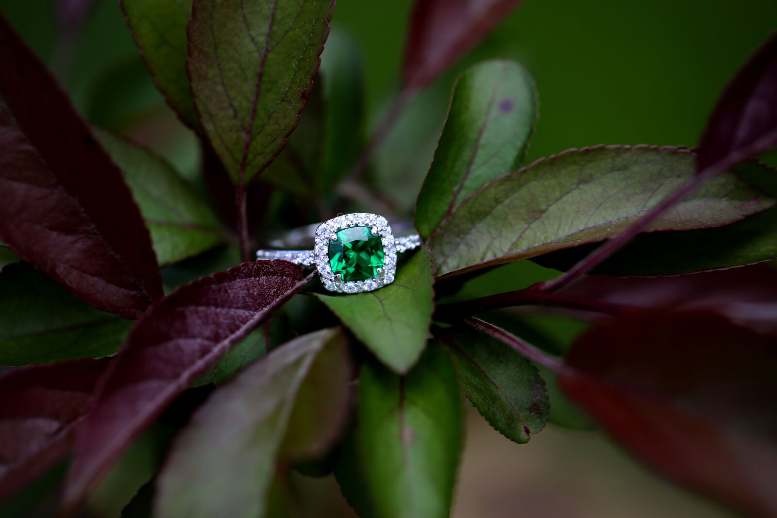 Canon EF 100mm F2.8L Macro IS USM sample photo. Ring, tree, engagement photography