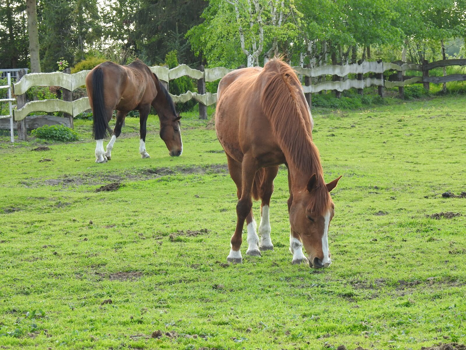 Nikon Coolpix P900 sample photo. Animals, pasture land, farm photography