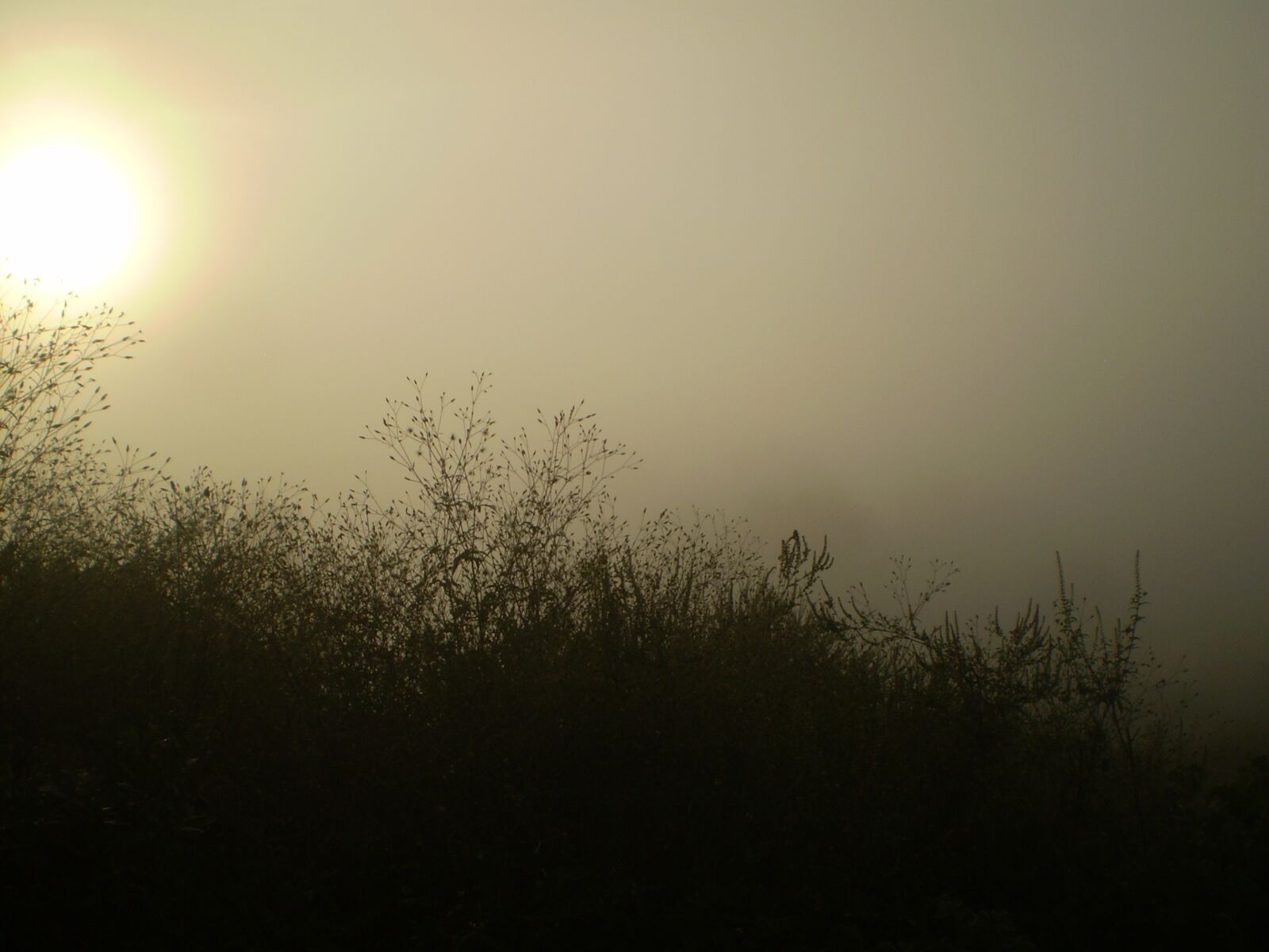 Olympus FE210,X775 sample photo. Fog, silhouette, mount photography