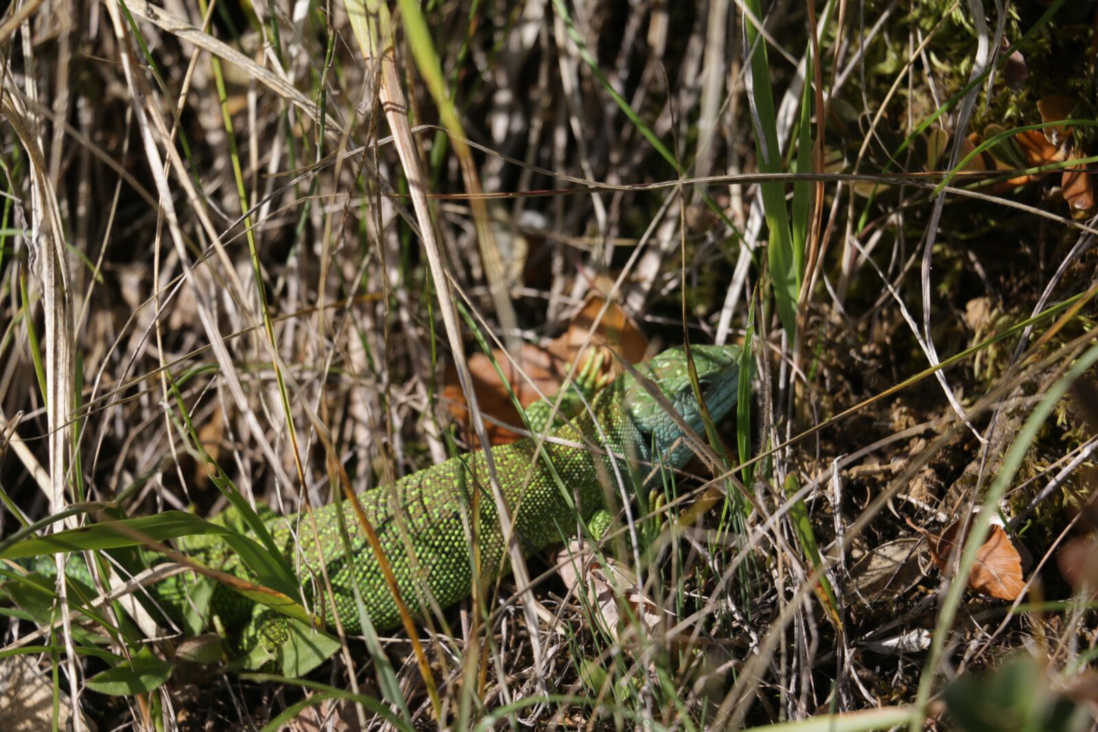 Canon EOS 70D sample photo. Lizard, occelé, lozère photography