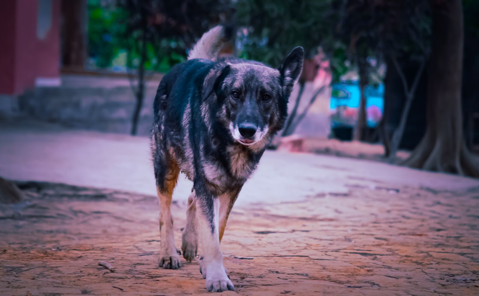 Nikon D5100 sample photo. German shepherd, dog, animal photography