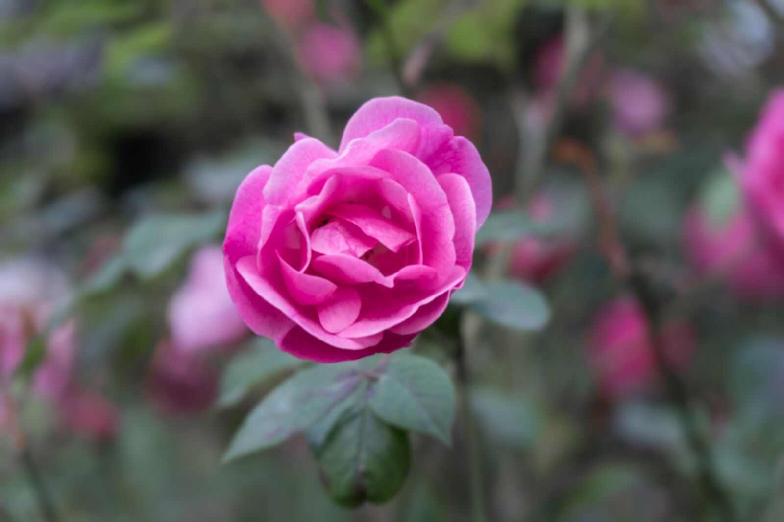 Sony E 16-50mm F3.5-5.6 PZ OSS sample photo. Pink, rose, garden photography