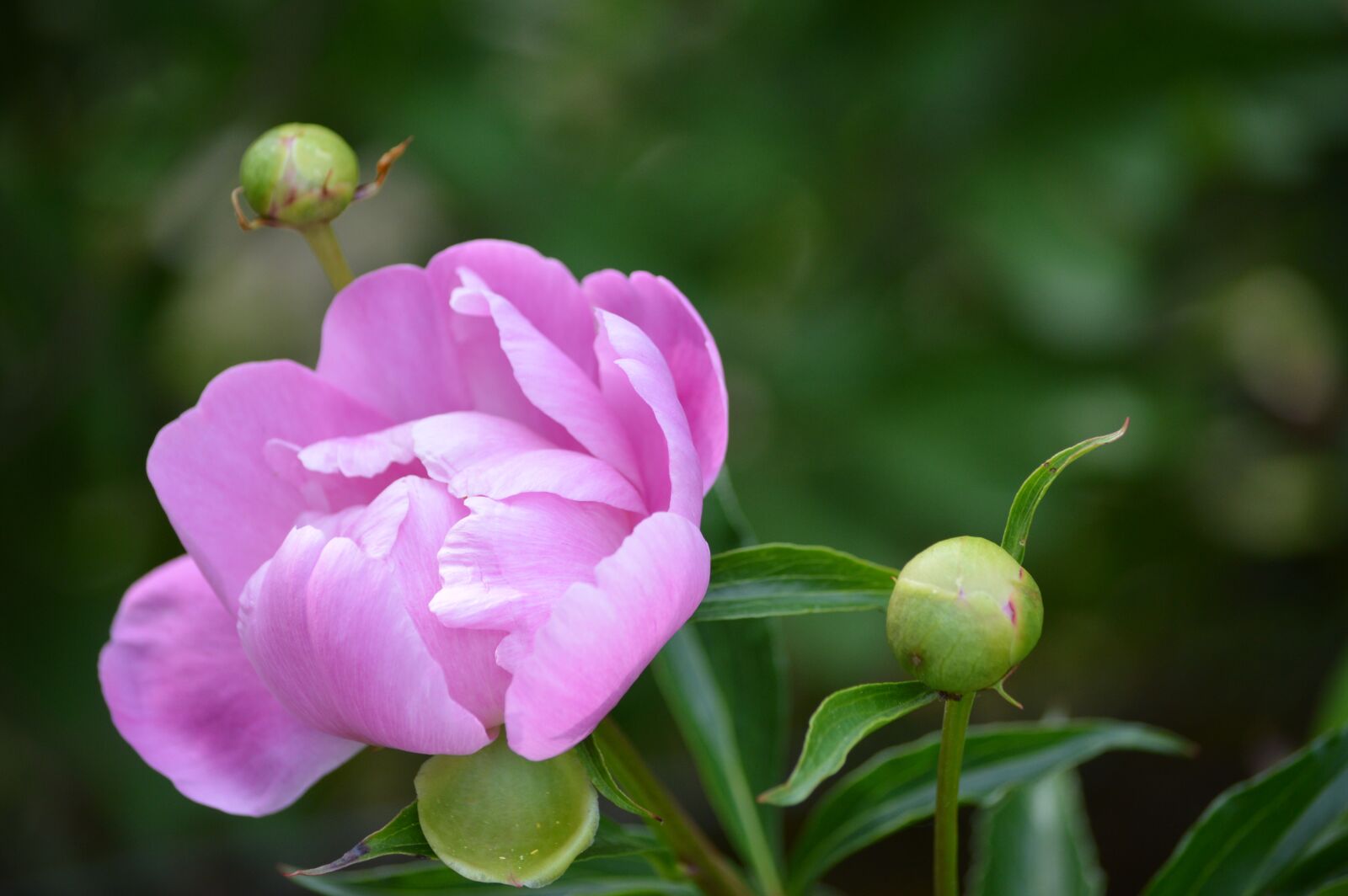 Nikon D3200 sample photo. Flower, peony, nature photography