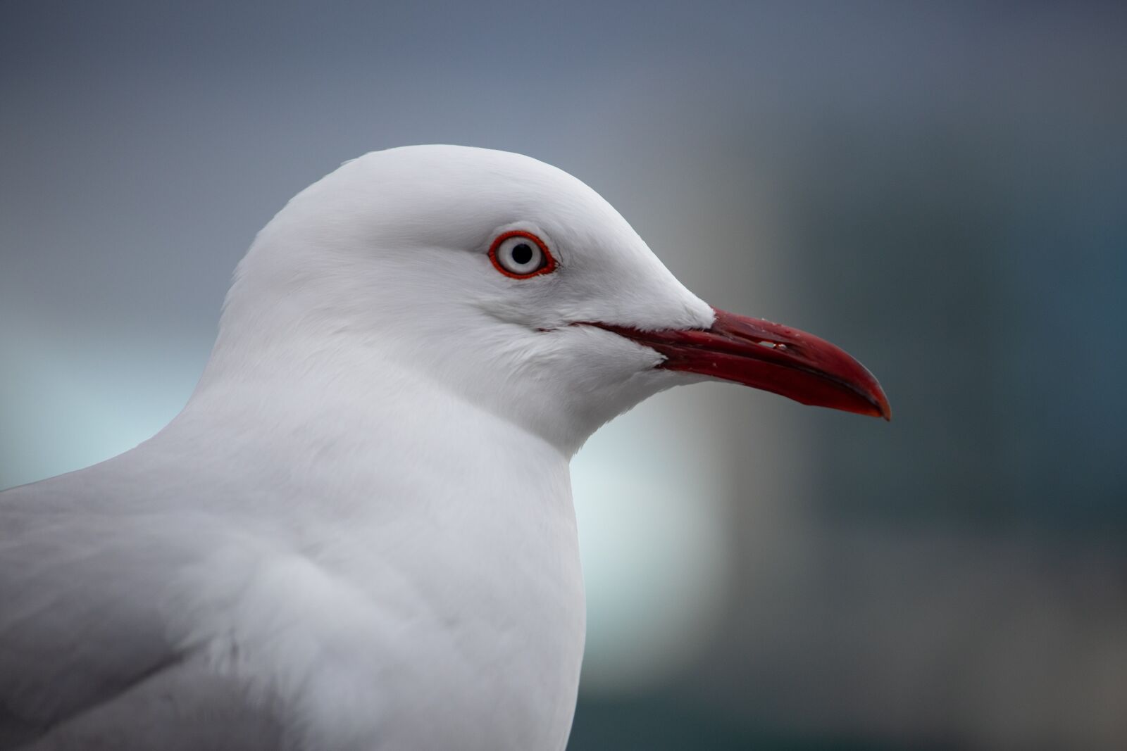 Canon EOS 200D (EOS Rebel SL2 / EOS Kiss X9) sample photo. Seagull, closeup, bird photography