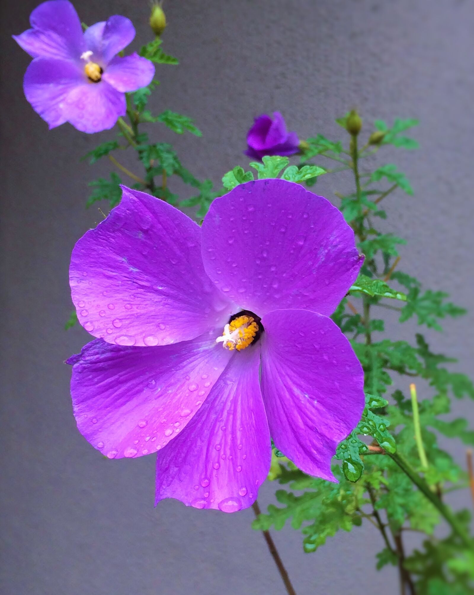 Apple iPhone 5s sample photo. Flowers, purple, red purple photography
