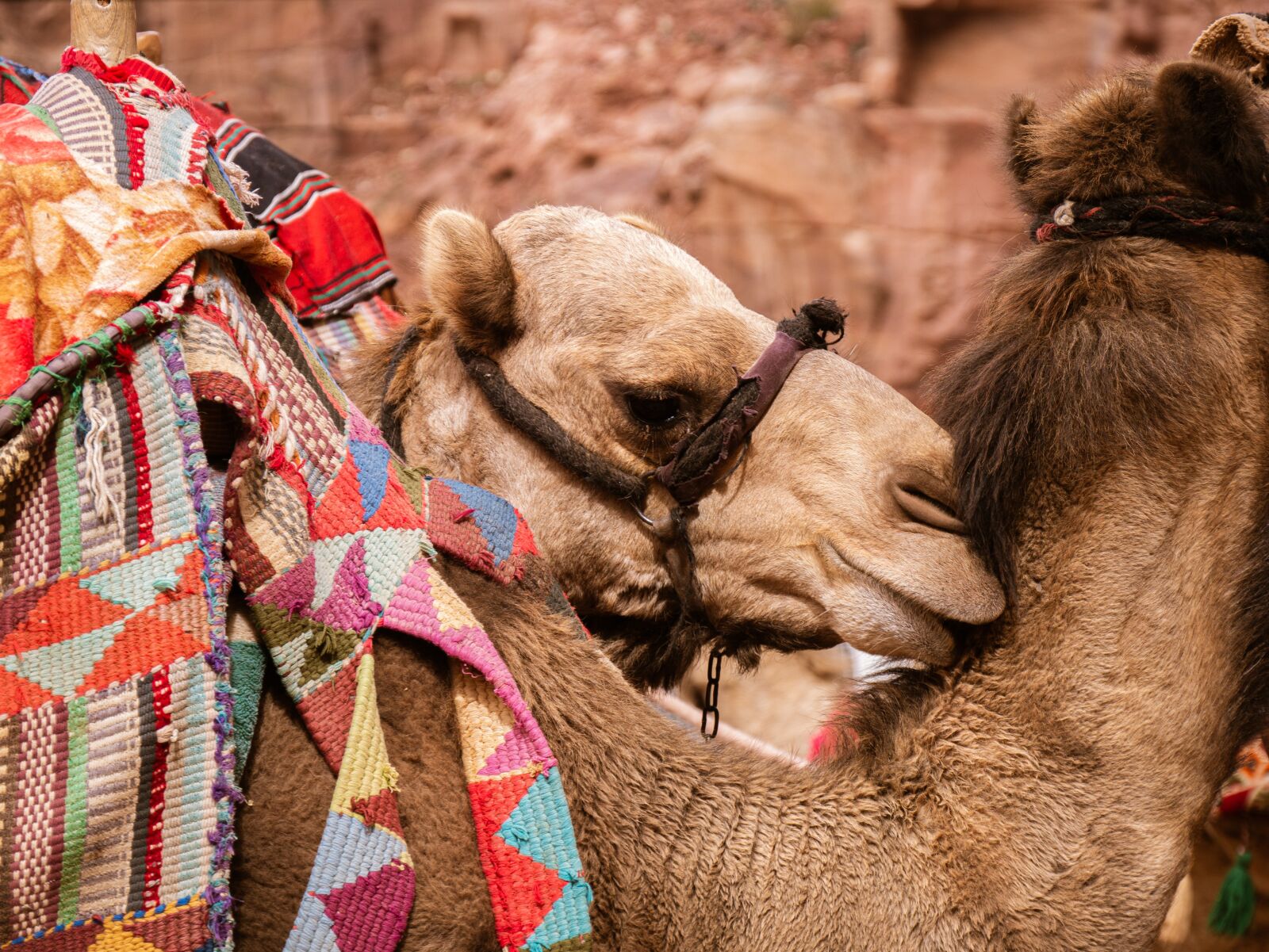 Panasonic Lumix G Vario 14-140mm F3.5-5.6 ASPH Power O.I.S sample photo. Camels, petra, jordan photography