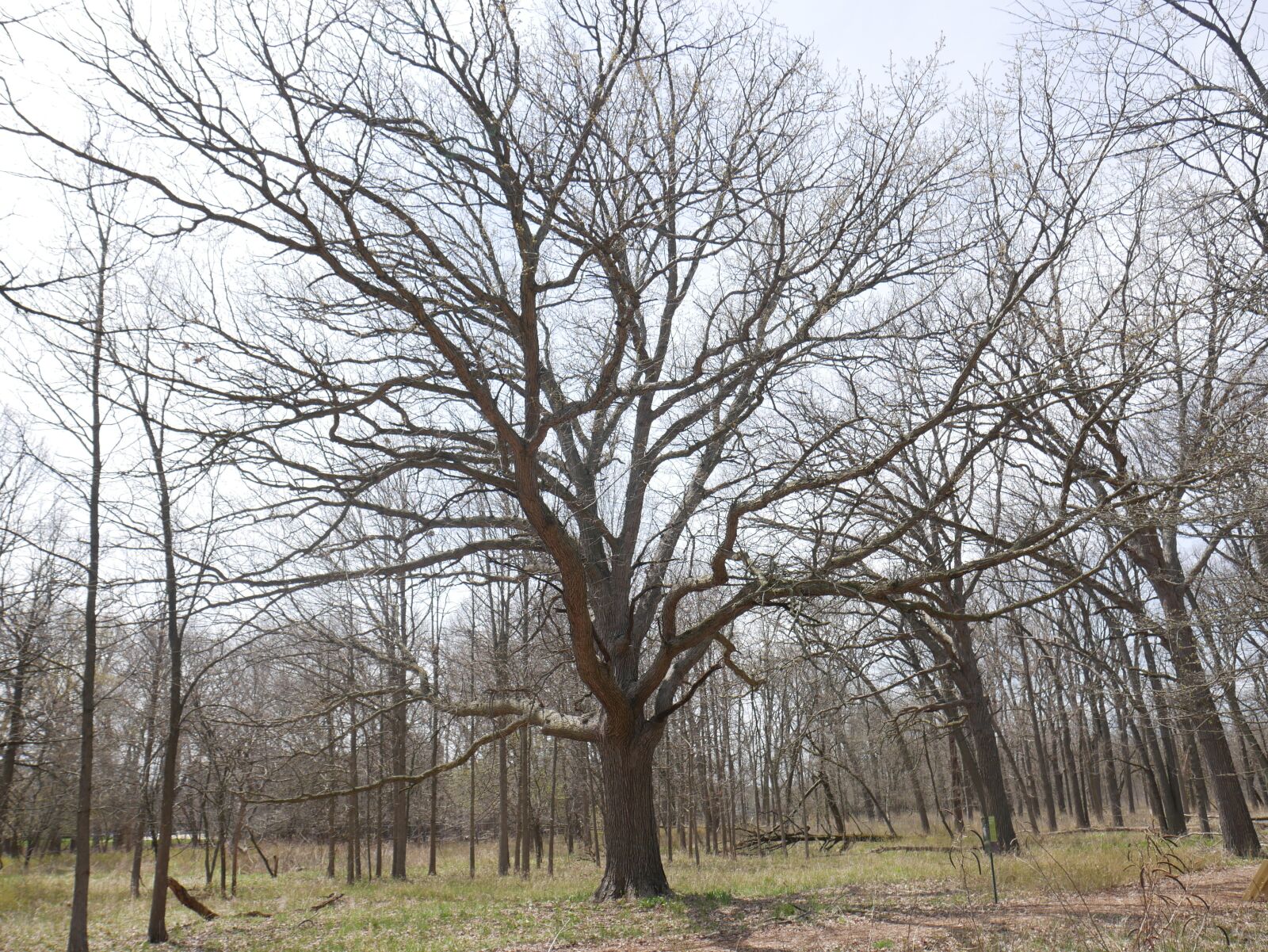 Panasonic Lumix DMC-G7 sample photo. Oak, spring, tree photography