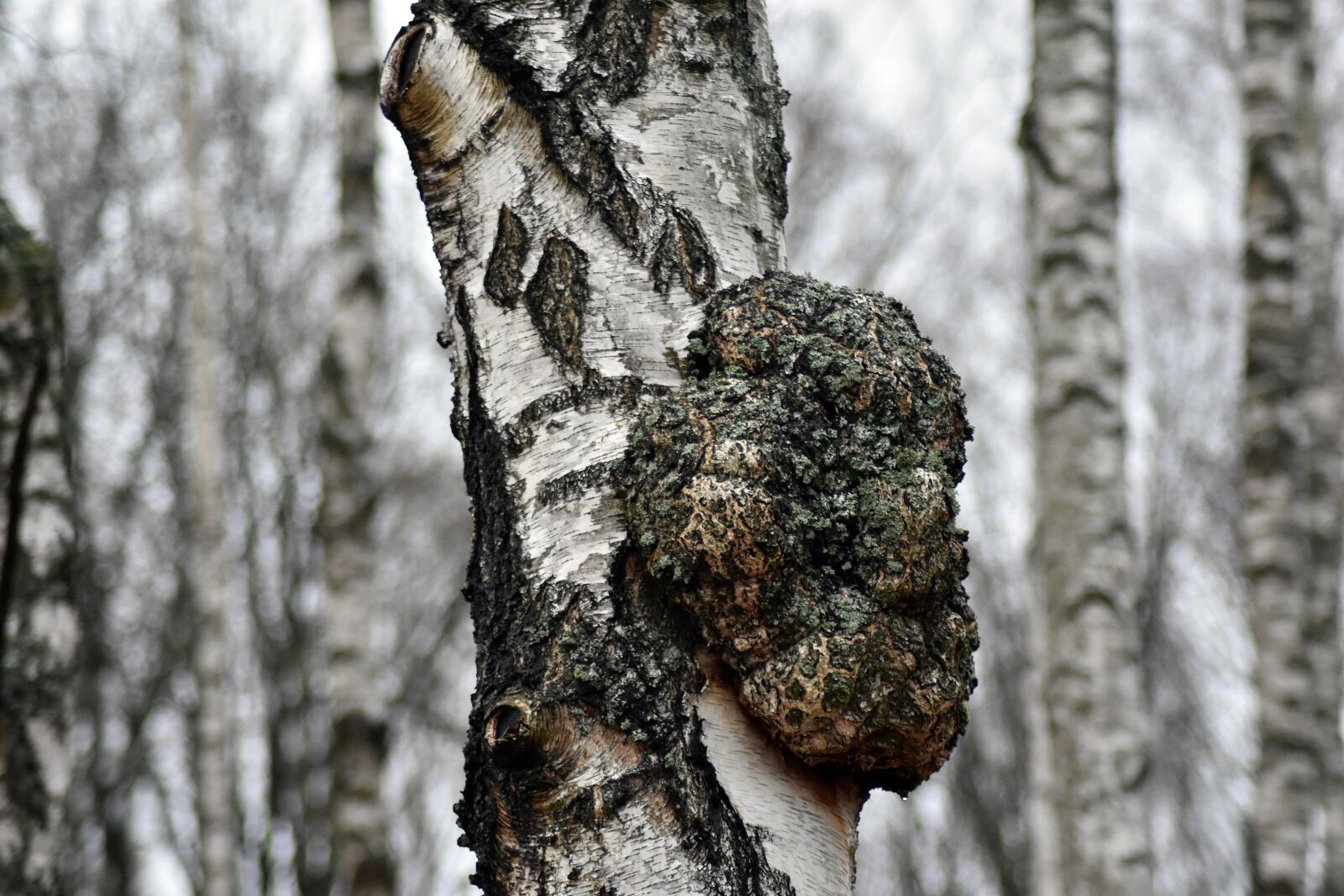 Nikon D3400 sample photo. Birch, hub, wen photography