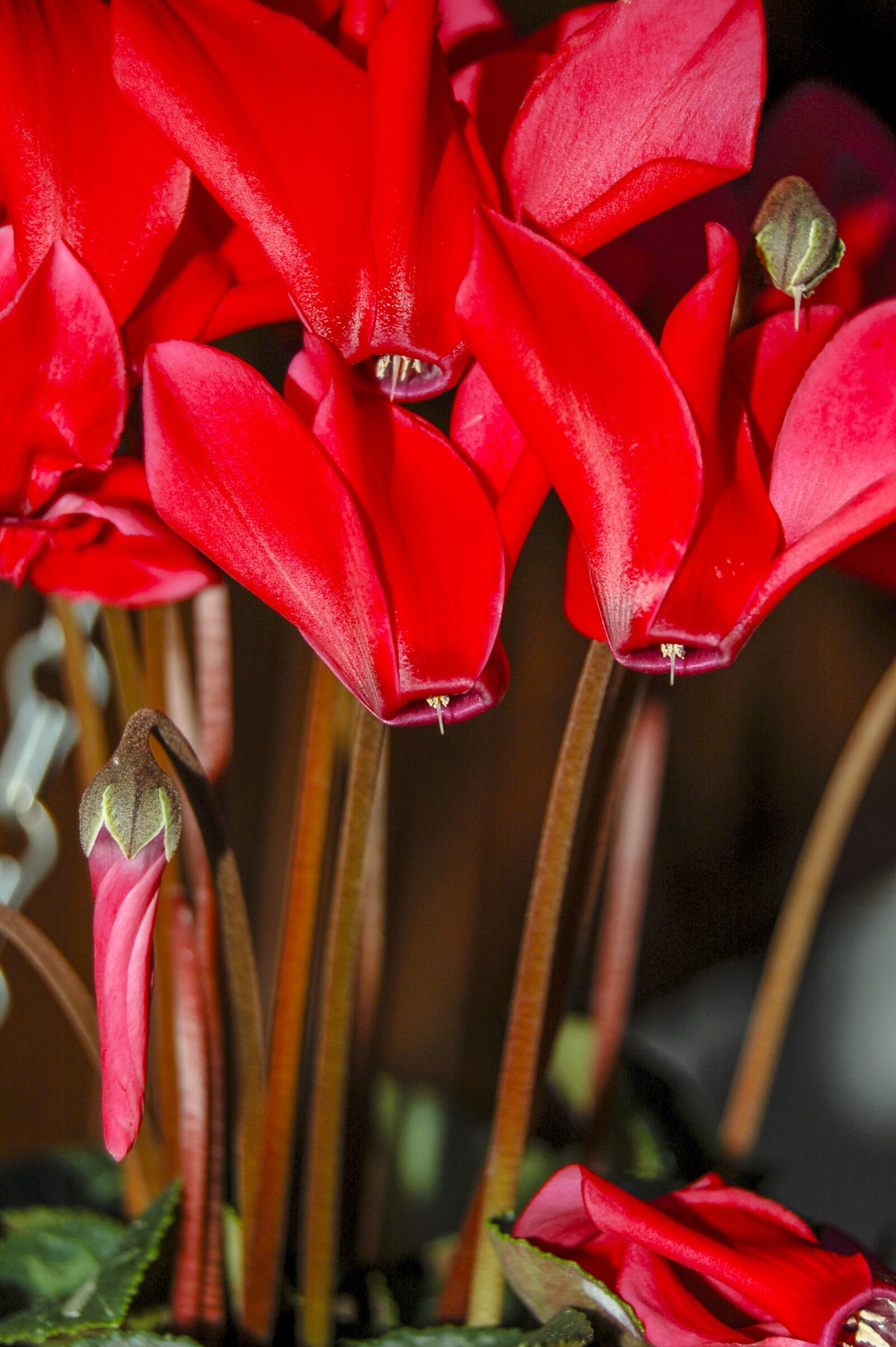 Nikon D50 sample photo. Flowers, red, nature photography