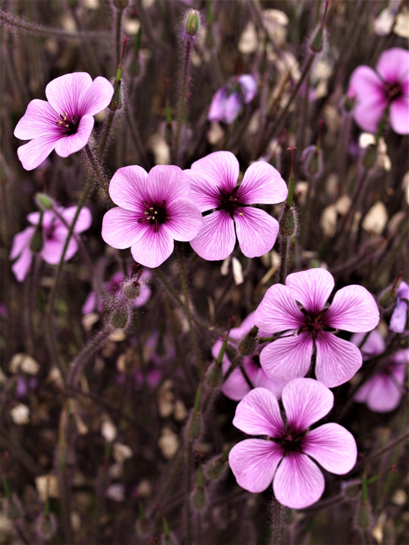 Olympus E-520 (EVOLT E-520) sample photo. Flower, flora, nature photography