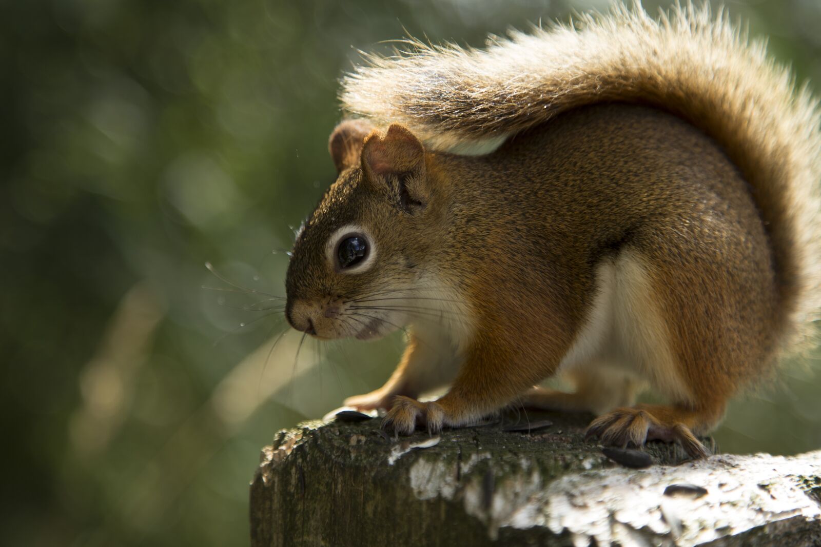 Canon EF 24-105mm F4L IS USM sample photo. Squirrel, red squirrel, animal photography