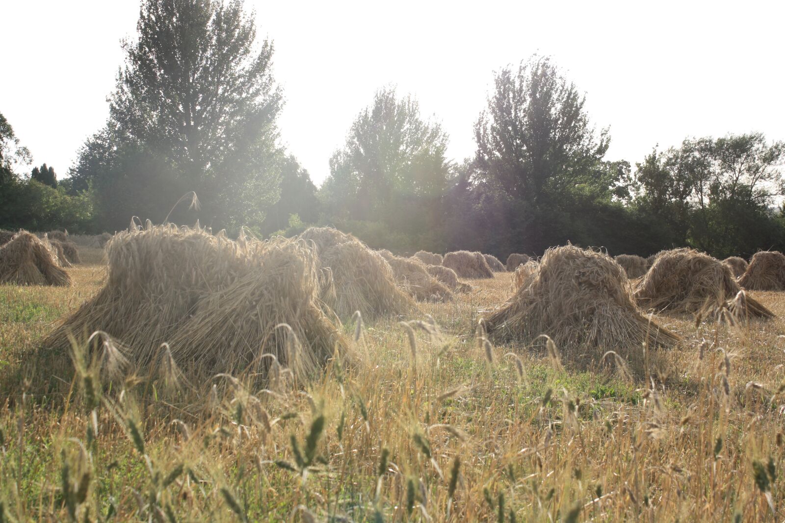 Canon EOS 1000D (EOS Digital Rebel XS / EOS Kiss F) sample photo. Stooks, harvest, autumn photography