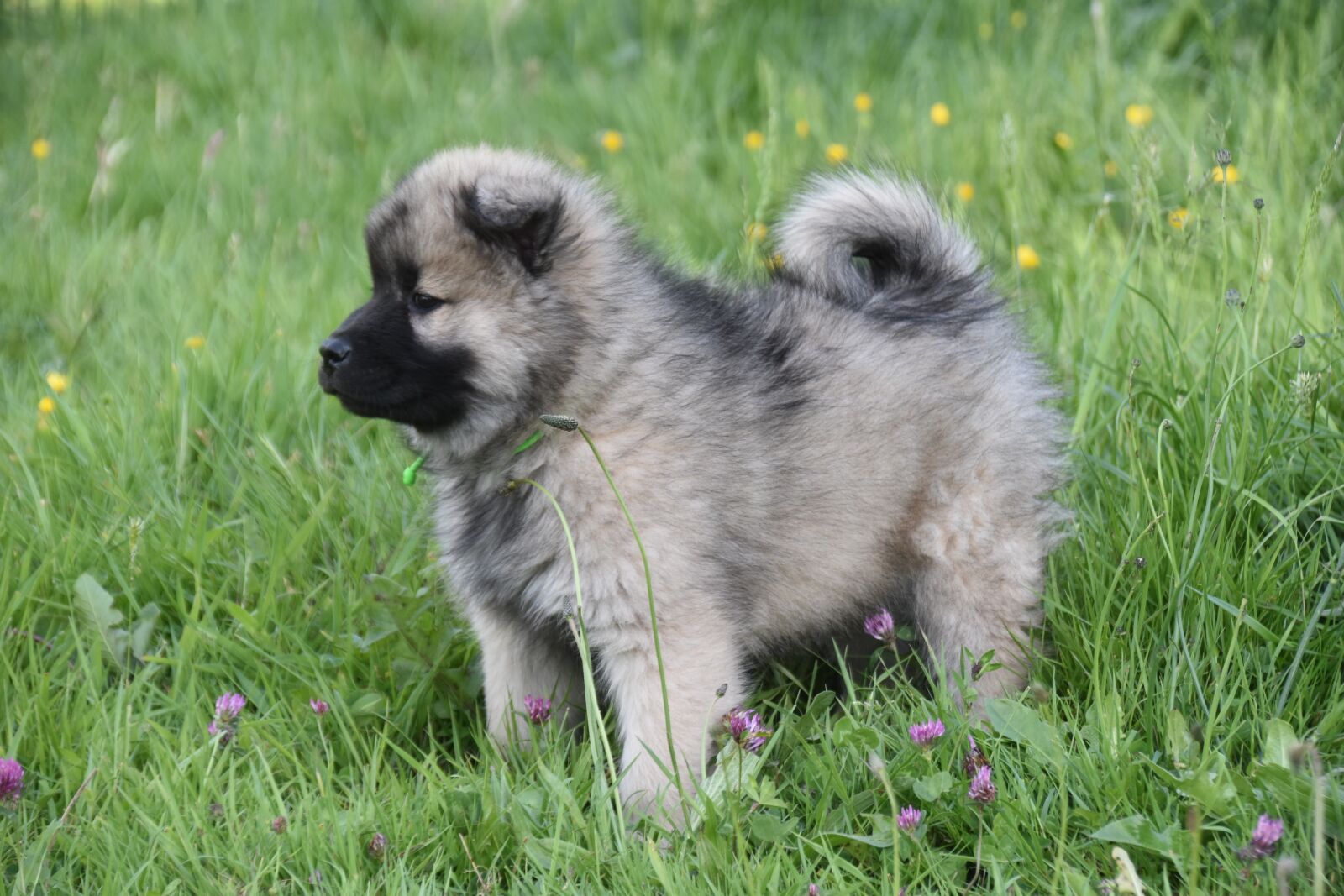 Nikon D5600 sample photo. Dog, puppy, pup photography