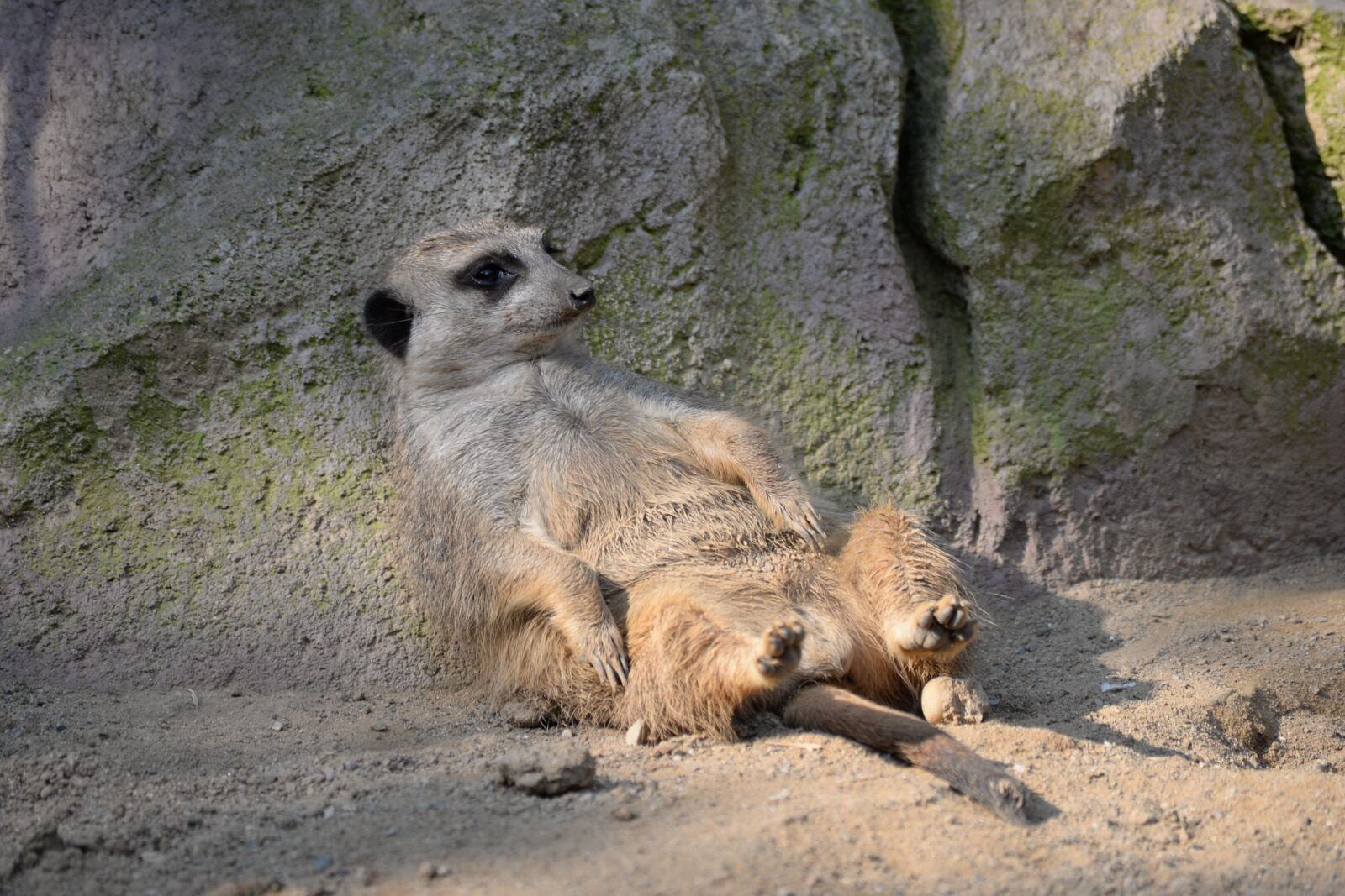 Nikon D610 sample photo. Meerkat, suricate, animal photography