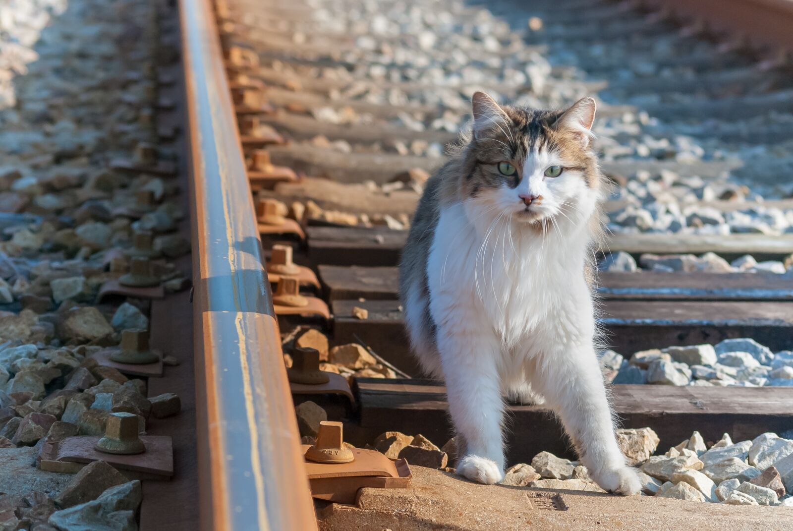 Nikon D80 sample photo. Cat, rail, railway photography