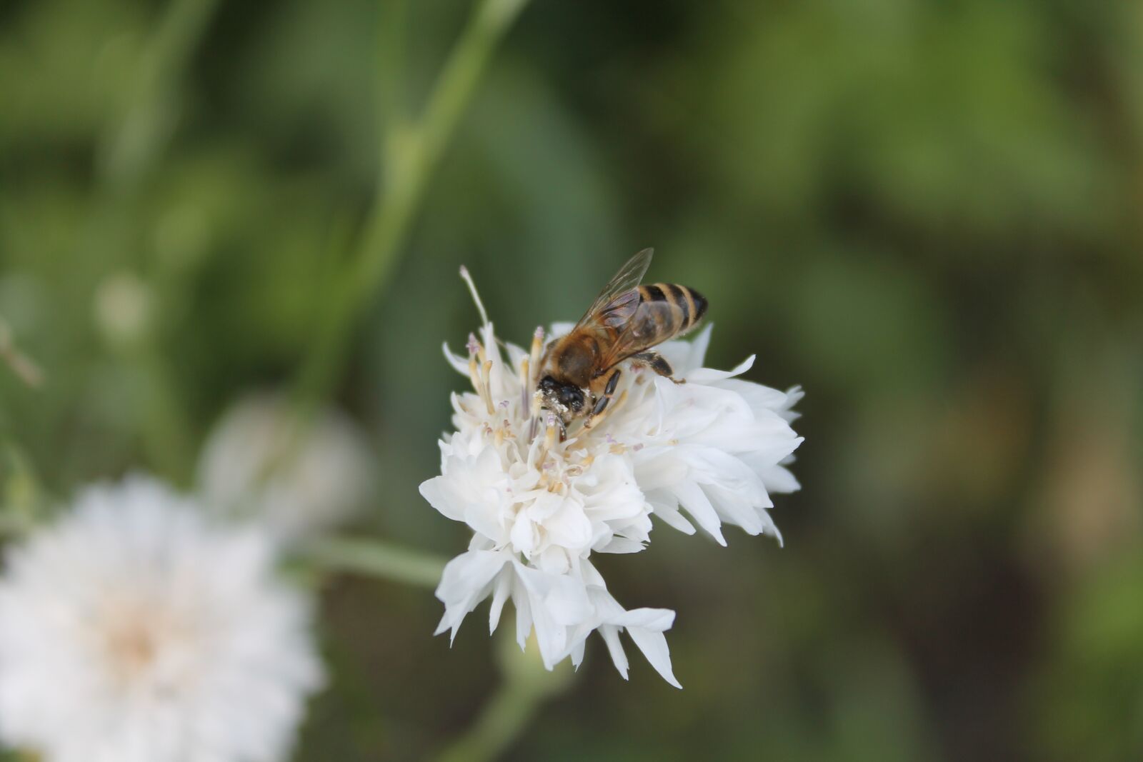 Canon EOS 1100D (EOS Rebel T3 / EOS Kiss X50) sample photo. Bee, pollen, insect photography