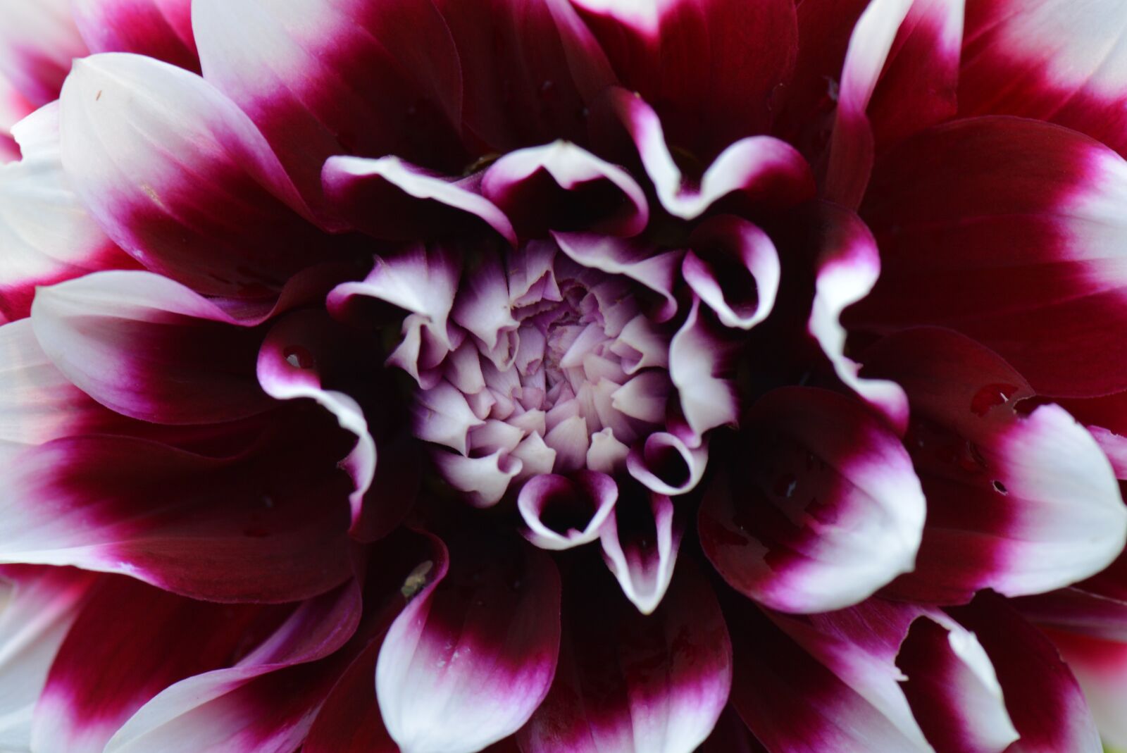 Nikon D5200 sample photo. Flower, nature, dahlia photography