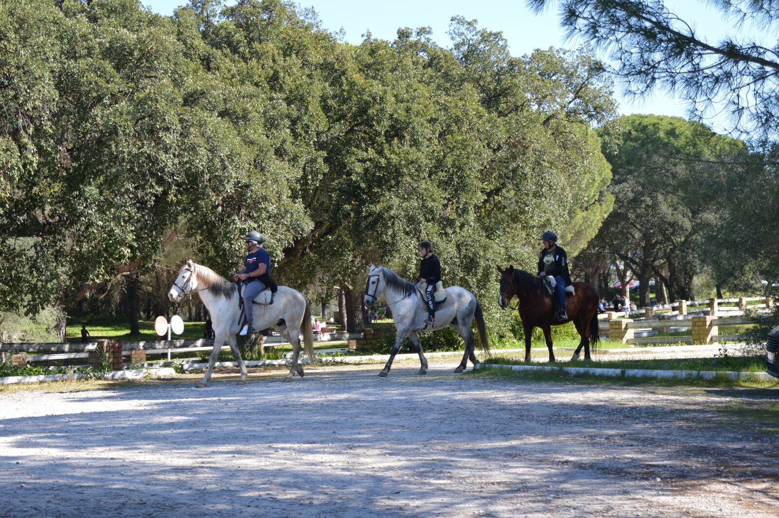 Nikon D3200 sample photo. Horse, forest, park photography