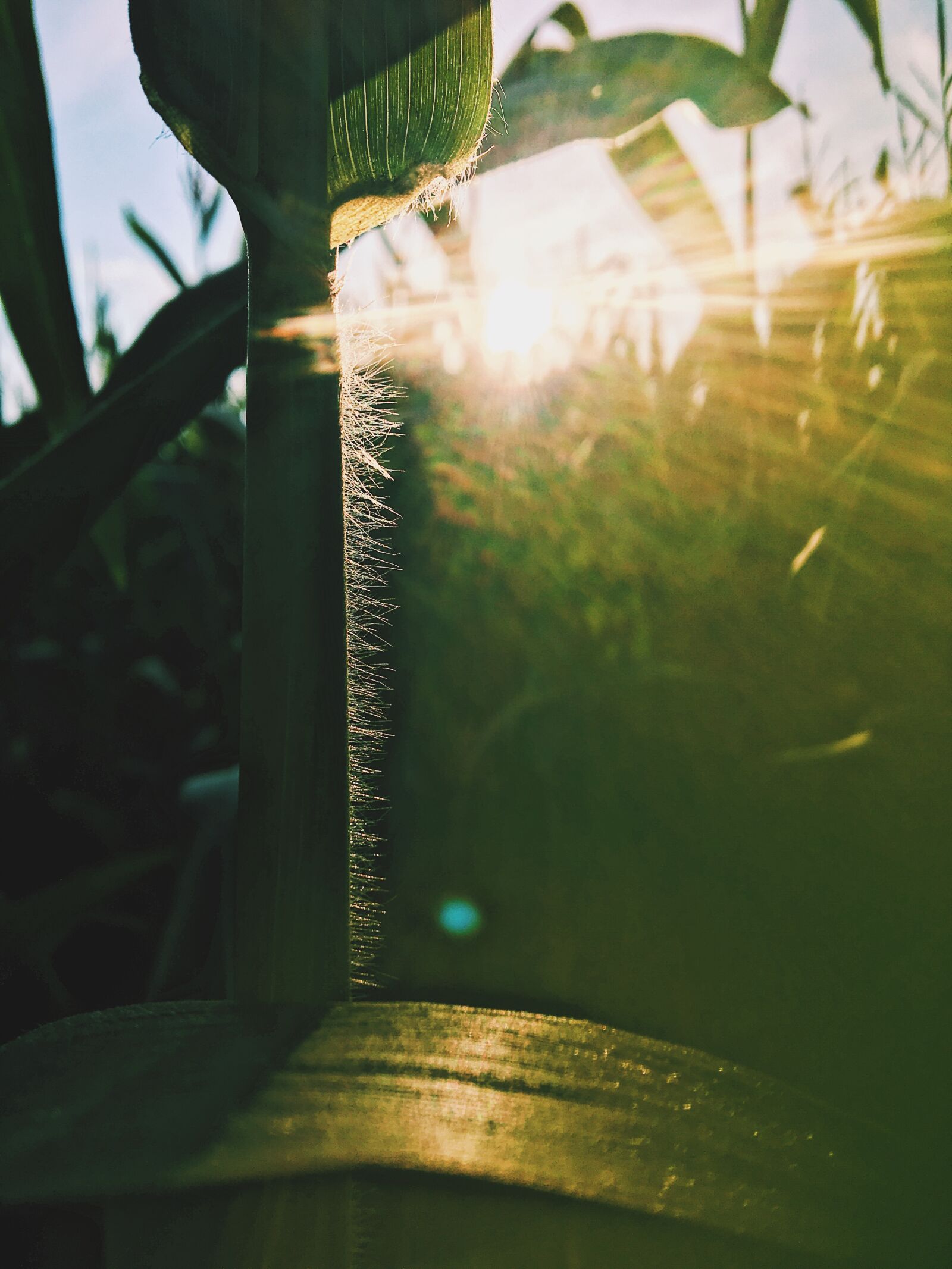 iPhone 6s back camera 4.15mm f/2.2 sample photo. Corn, corn, field, field photography