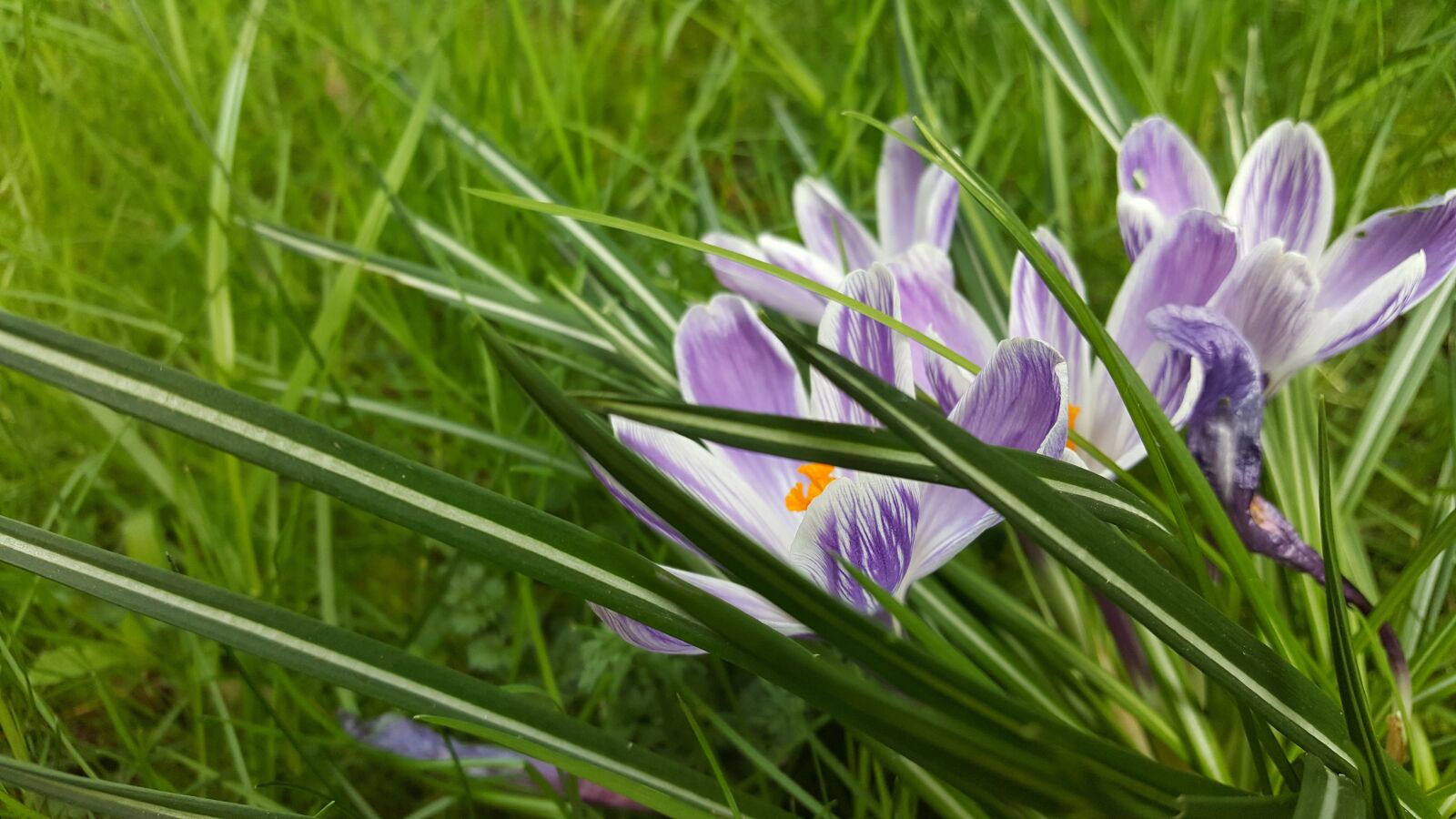 Samsung Galaxy S6 sample photo. Nature, plant, flower photography