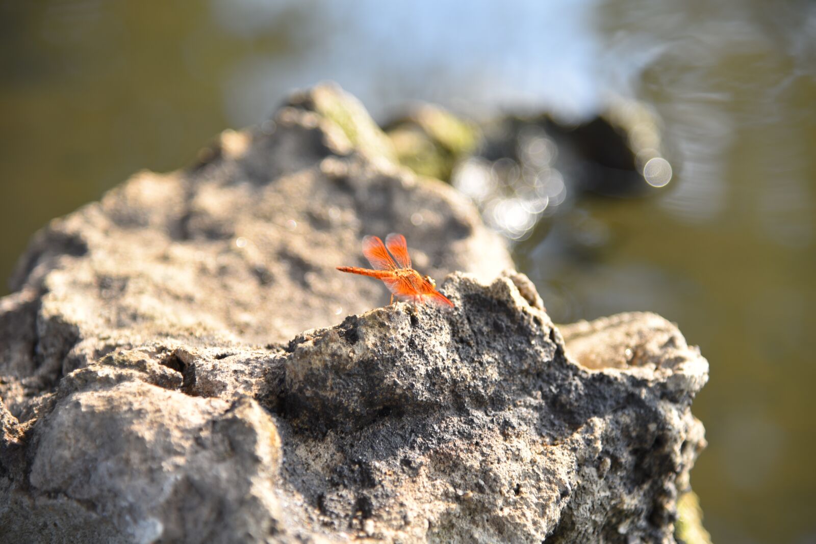 Nikon D750 sample photo. Nature, rock, stone photography
